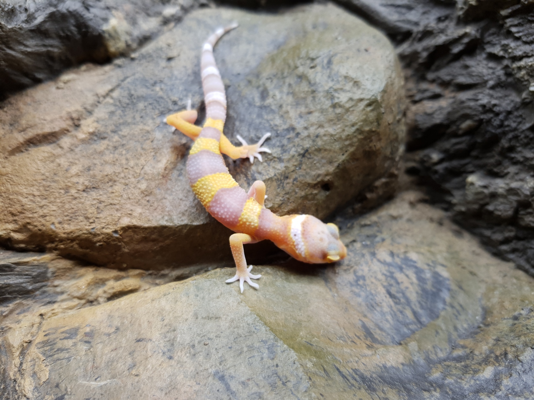 Eublepharis macularius, TSD femelle nÃ©e en 2025, "Sunglow (Bell)", Nom/rÃ©fÃ©rence : BOTINA