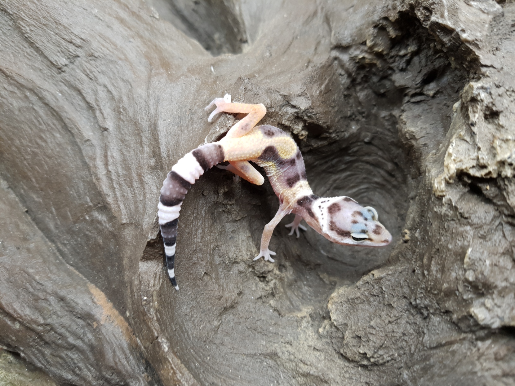 Eublepharis macularius, TSD femelle nÃ©e en 2025, "Mack snow bandit jungle", Nom/rÃ©fÃ©rence : DASIVIA