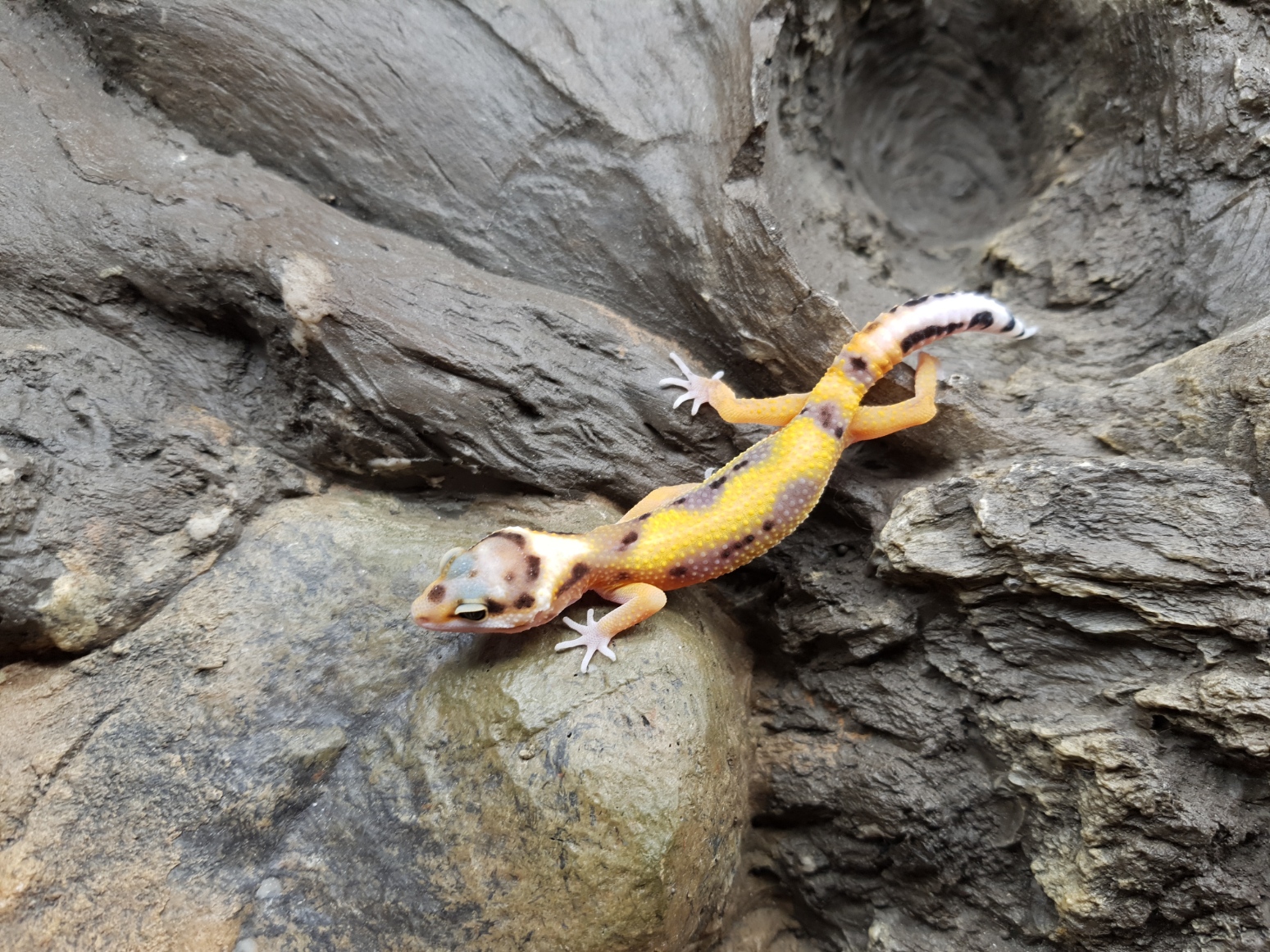 Eublepharis macularius, TSD femelle nÃ©e en 2025, "Bandit cross tangerine bold stripe", Nom/rÃ©fÃ©rence : DESINA