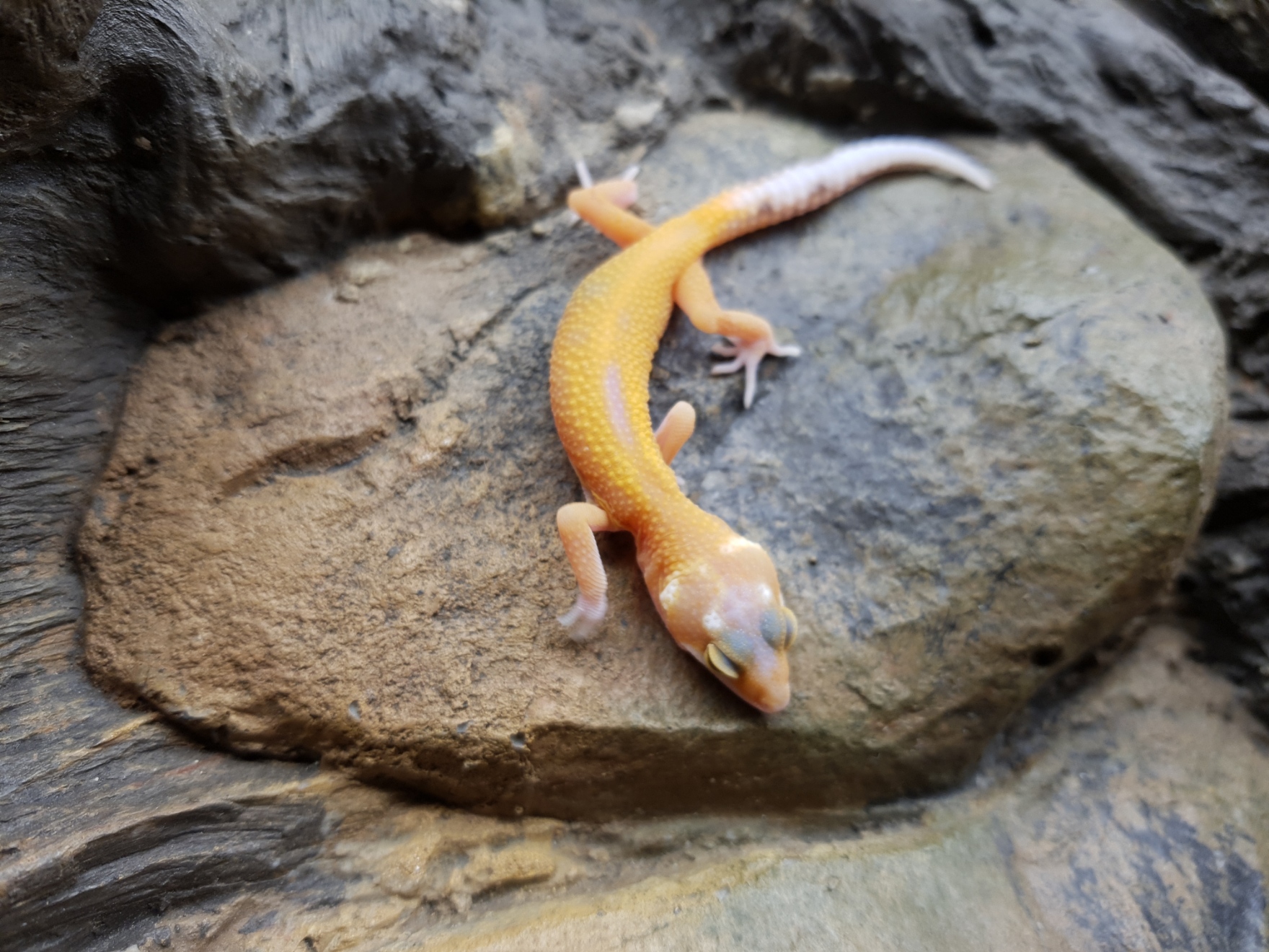 Eublepharis macularius, TSD femelle nÃ©e en 2025, "Mandarin tremper reverse stripe", Nom/rÃ©fÃ©rence : DISENDA