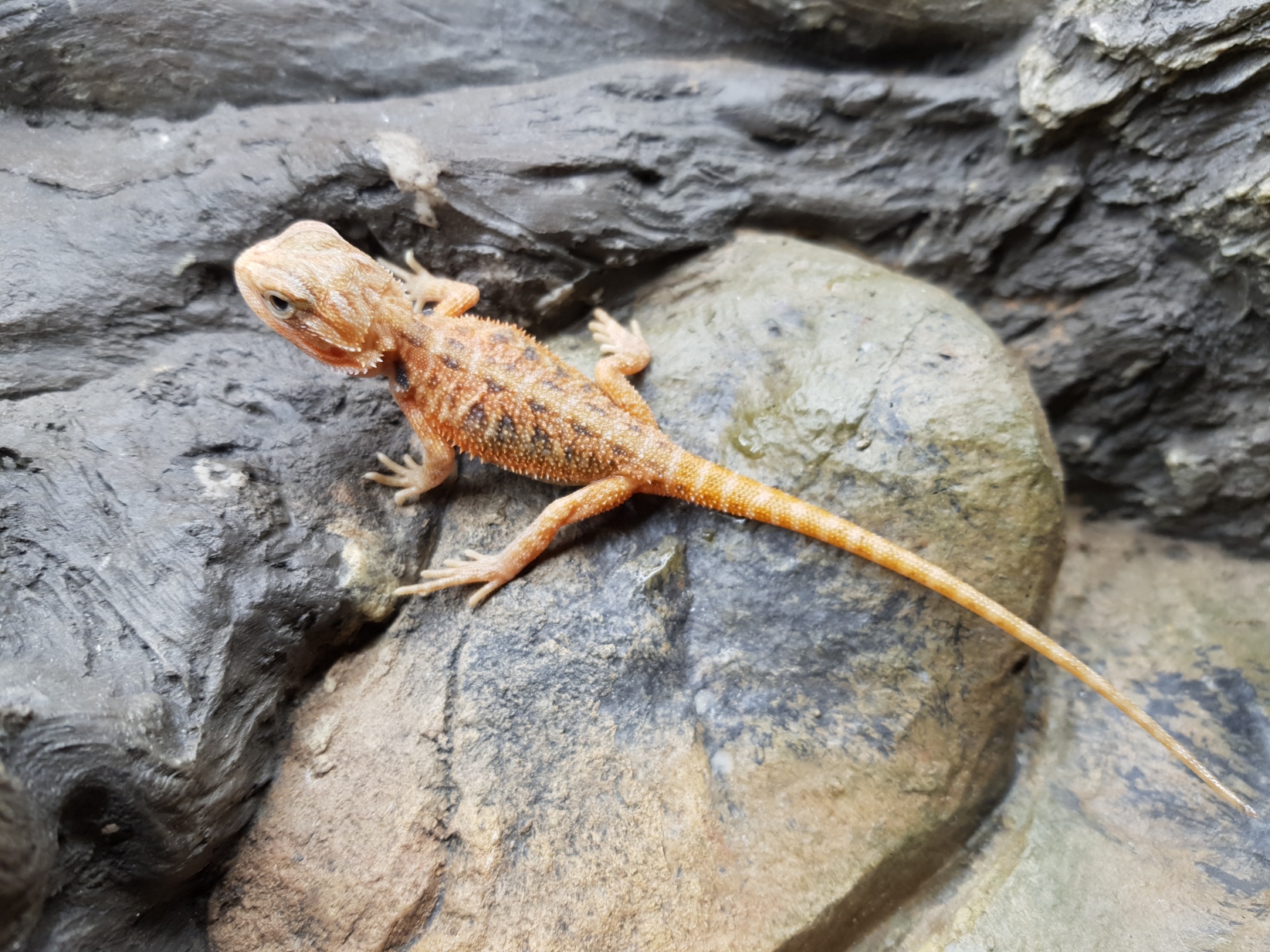 Pogona vitticeps, insÃ©xÃ© nÃ© en 2025, "Hypo super trans orange/red blue bar", Nom/rÃ©fÃ©rence : EFIRA