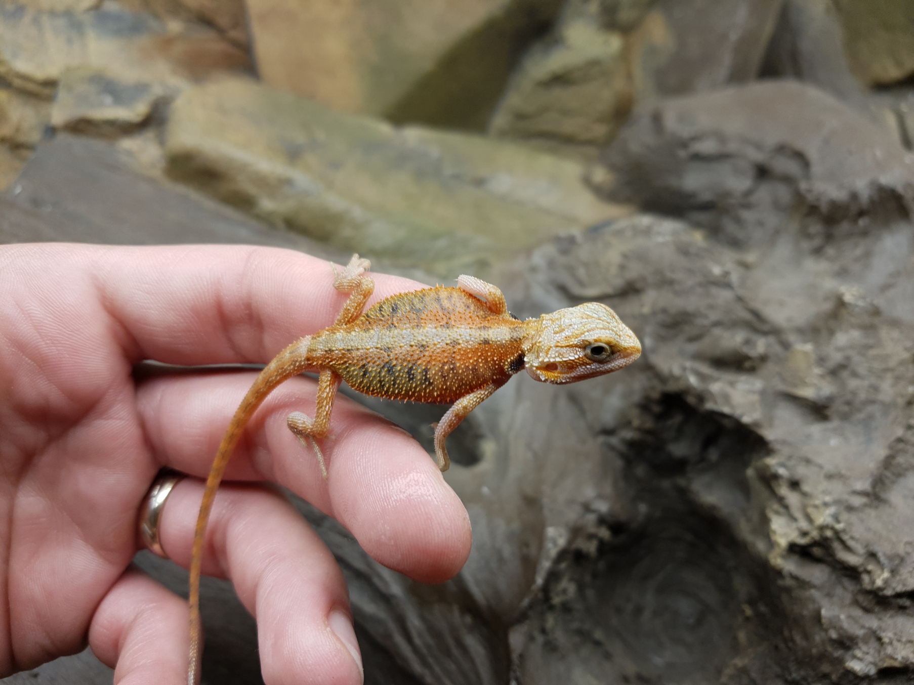 Pogona vitticeps, insÃ©xÃ© nÃ© en 2025, "Hypo super trans orange/red blue bar stripe", Nom/rÃ©fÃ©rence : ERMILA