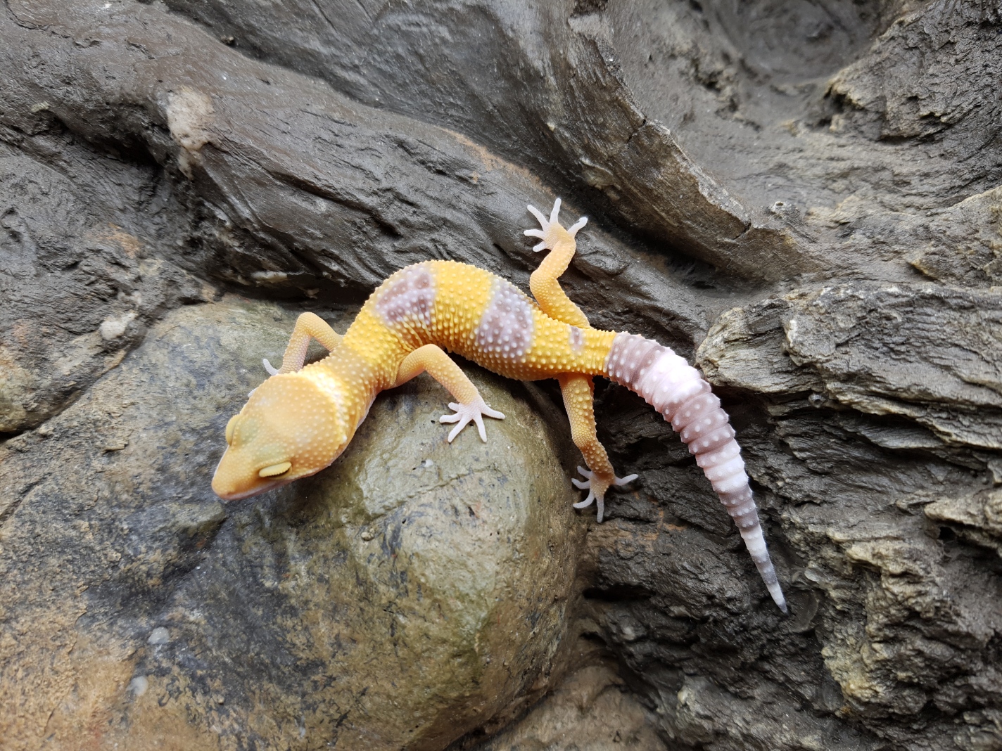 Eublepharis macularius, TSD femelle nÃ©e en 2025, "Sht", Nom/rÃ©fÃ©rence : FAMIA