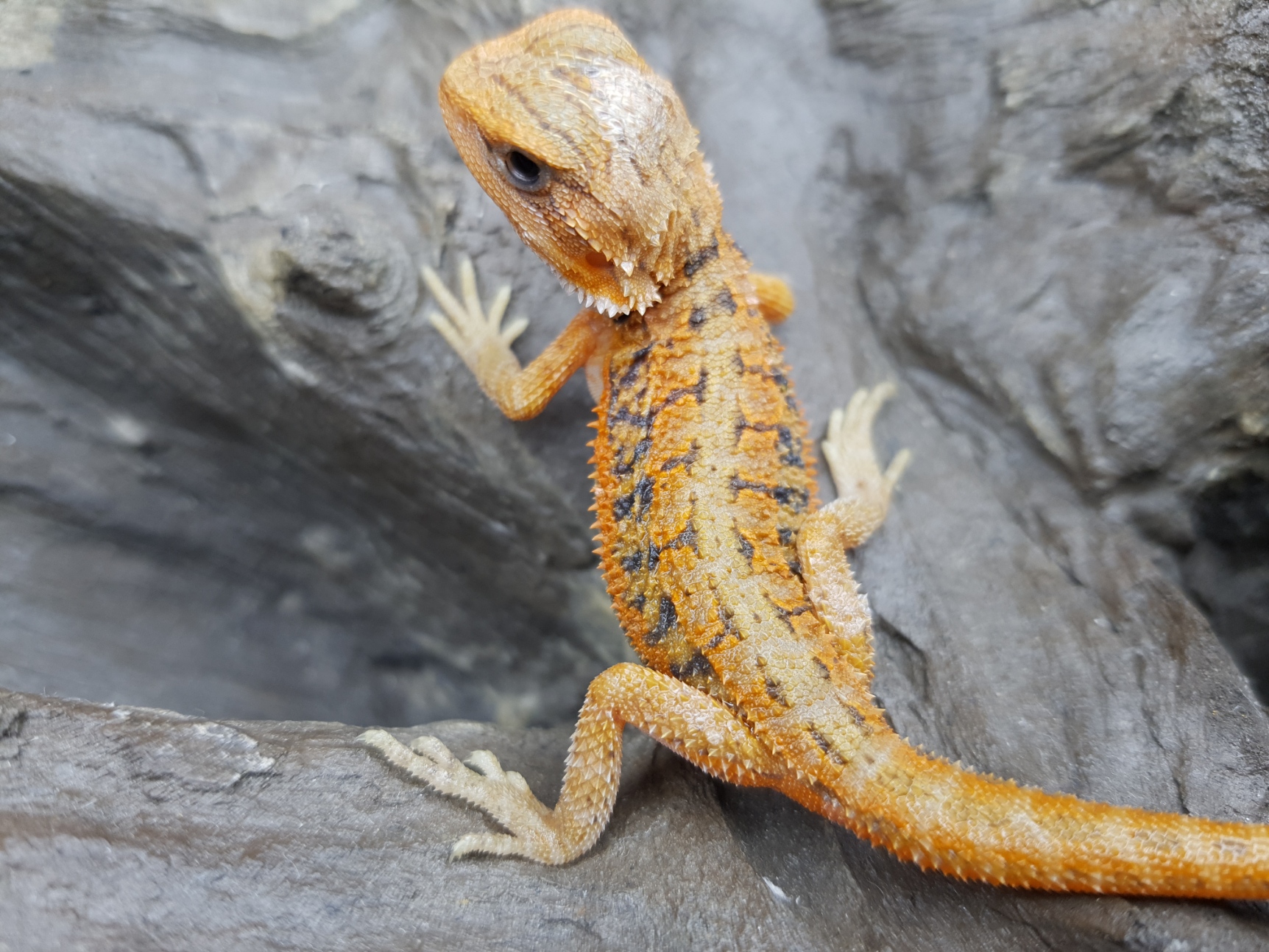 Pogona vitticeps, insÃ©xÃ© nÃ© en 2025, "Hypo super trans orange/red blue bar stripe", Nom/rÃ©fÃ©rence : FATISA