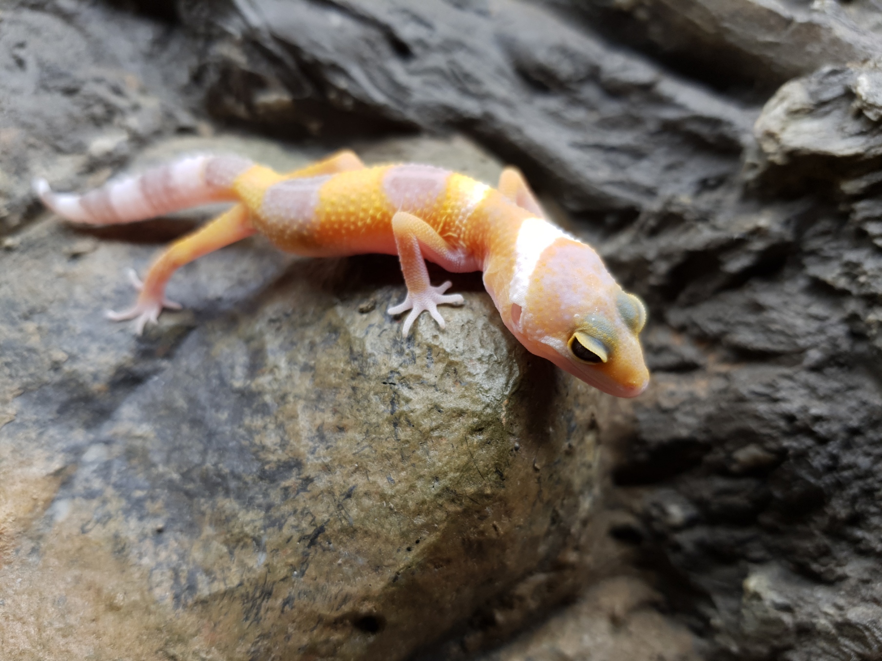 Eublepharis macularius, TSD femelle nÃ©e en 2025, "Sunglow (tremper)", Nom/rÃ©fÃ©rence : INILIA