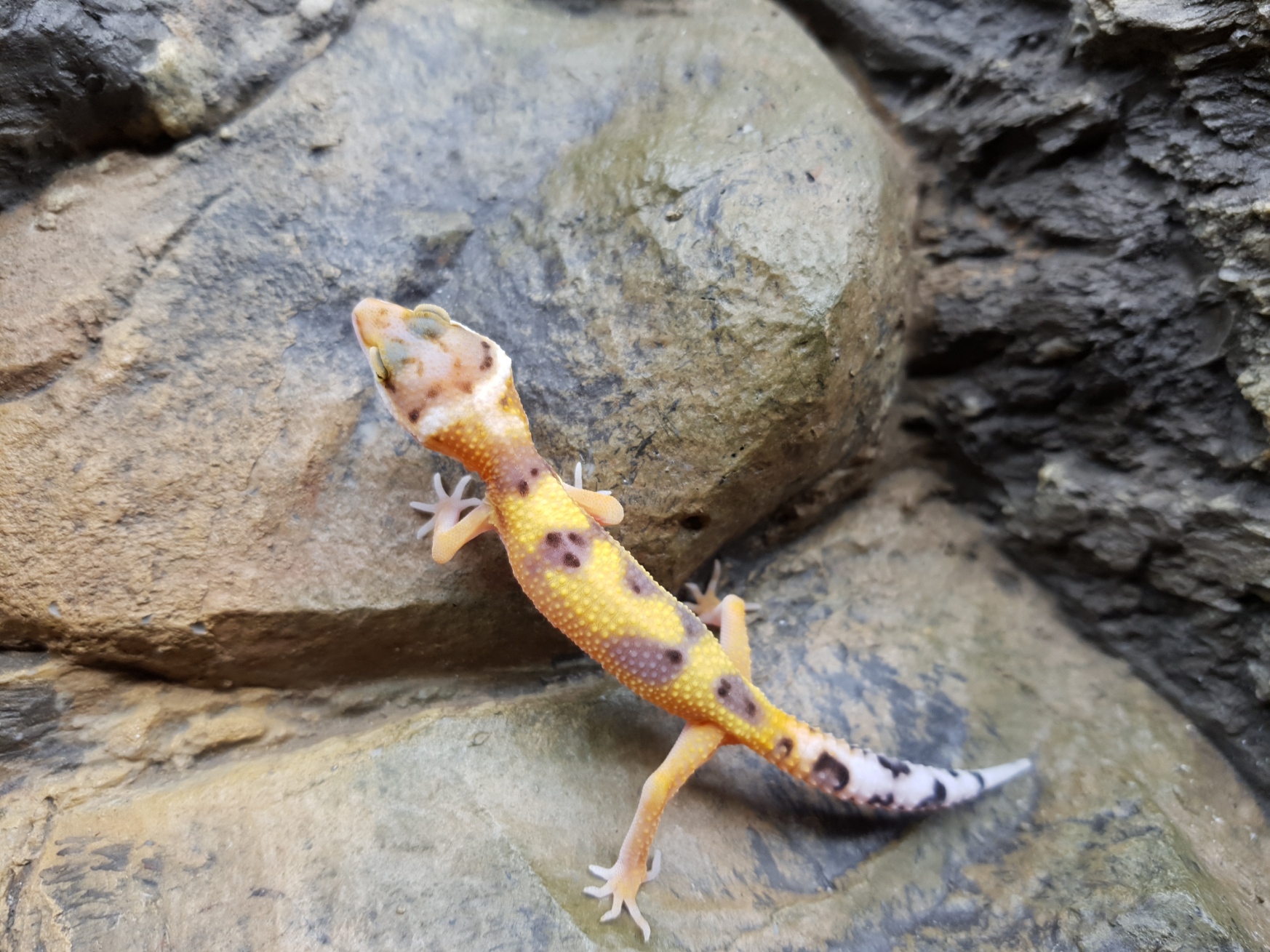 Eublepharis macularius, TSD femelle nÃ©e en 2025, "Electric tangerine jungle", Nom/rÃ©fÃ©rence : JORDIA