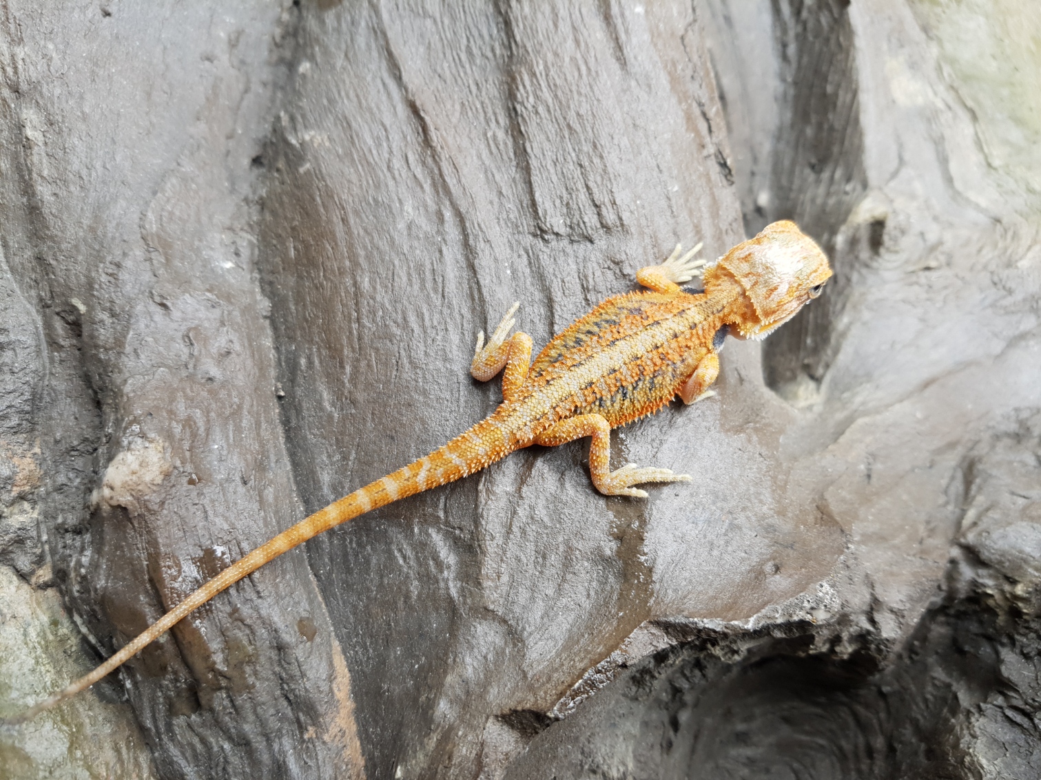 Pogona vitticeps, insÃ©xÃ© nÃ© en 2025, "Hypo super trans orange/red blue bar stripe", Nom/rÃ©fÃ©rence : ORIMA
