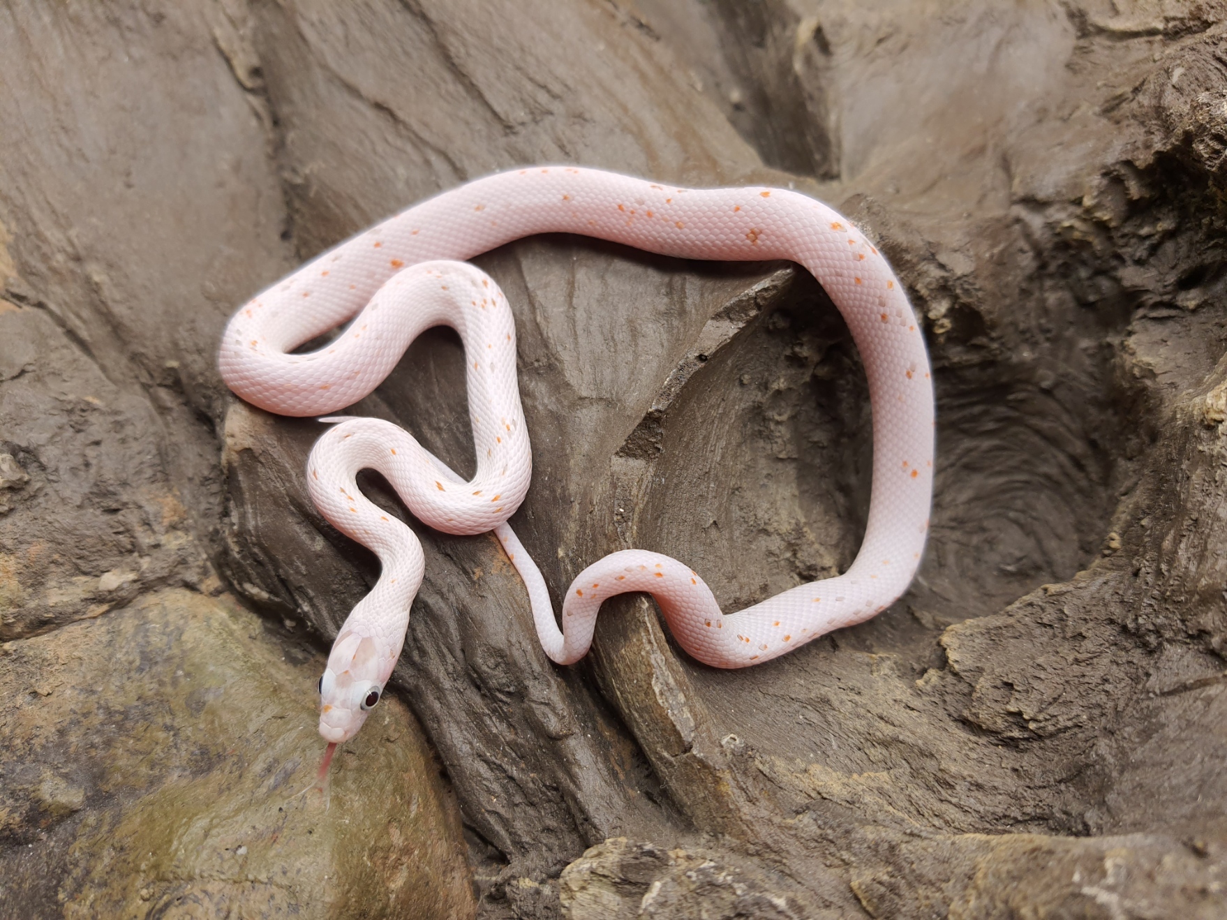 Pantherophis guttatus, jeune femelle nÃ©e en 2024, "Palmetto (poss ultra) 66% het.albinos, caramel, lavender, motley" Nom : PALERMA