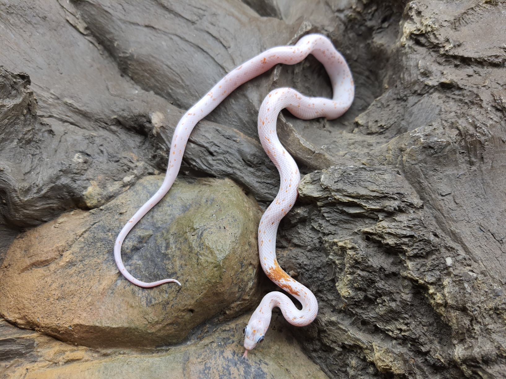 Pantherophis guttatus, jeune mÃ¢le nÃ© en 2024, "Palmetto (poss ultra) 66% het.albinos, caramel, lavender, motley" Nom : PALERMO