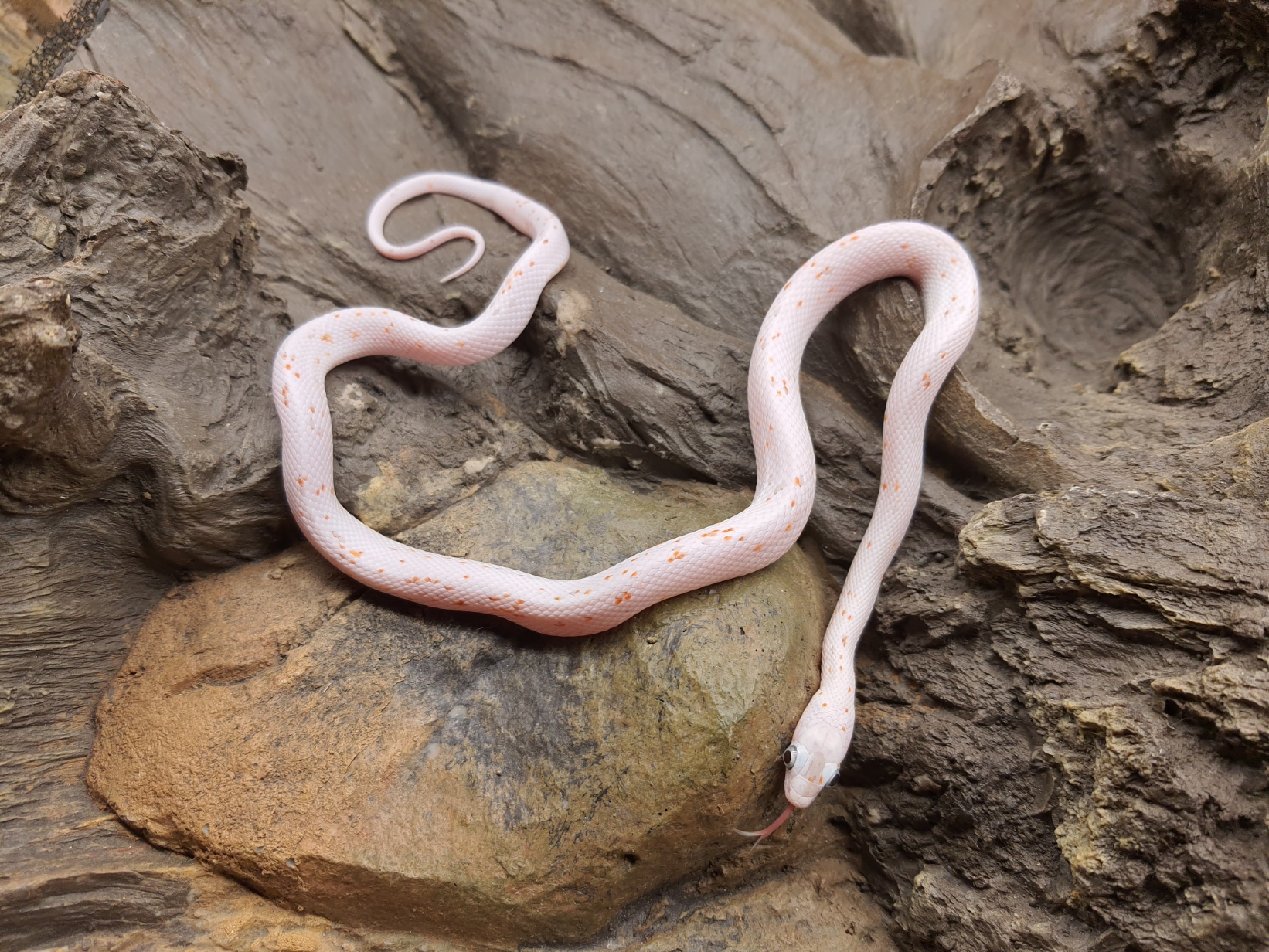 Pantherophis guttatus, jeune mÃ¢le nÃ© en 2024, "Palmetto (poss ultra) 66% het.albinos, caramel, lavender, motley" Nom : PILARMO