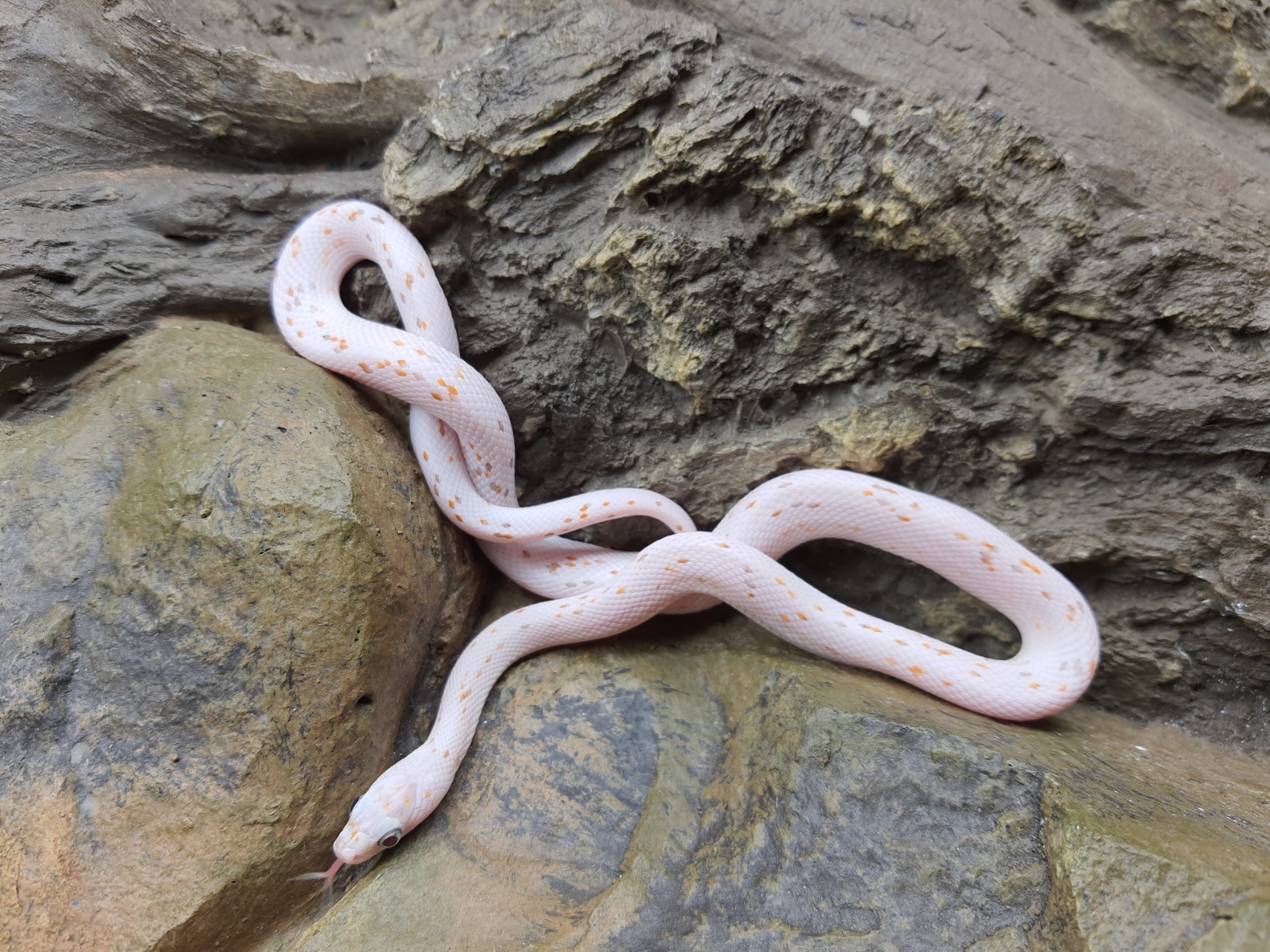 Pantherophis guttatus, jeune femelle nÃ©e en 2024, "Palmetto (poss ultra) 66% het.albinos, caramel, lavender, motley" Nom : PIRANA