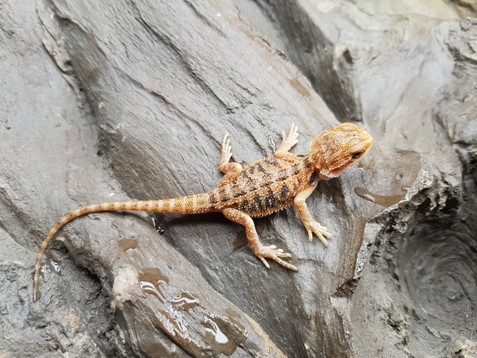 Pogona vitticeps, insÃ©xÃ© nÃ© en 2025, "Super trans orange/red blue bar", Nom/rÃ©fÃ©rence : PONIMA