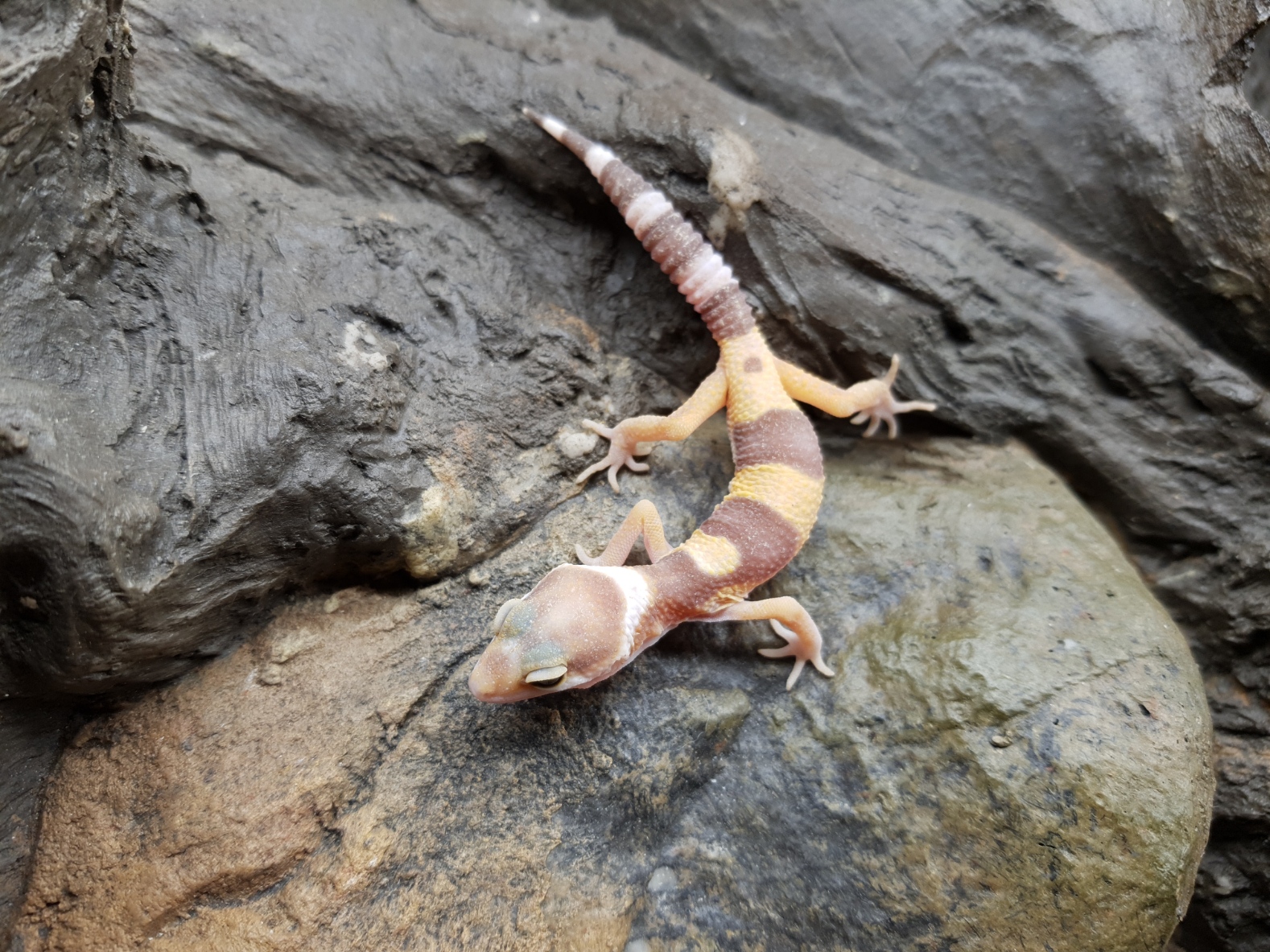 Eublepharis macularius, TSD femelle nÃ©e en 2025, "Hypo tangerine", Nom/rÃ©fÃ©rence : TOUTINA