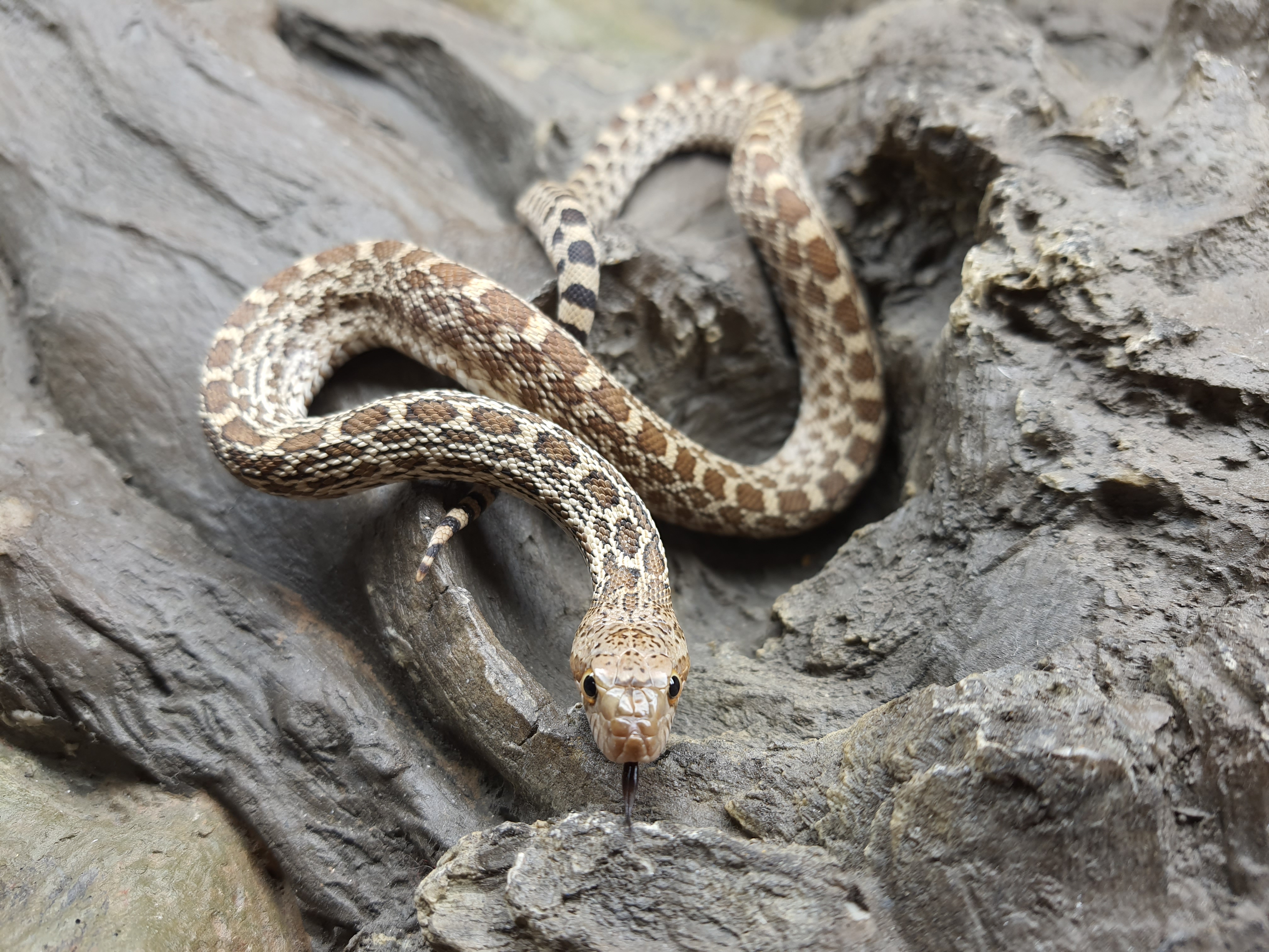 Pituophis catenifer affinis "Naturel" femelle 2024 Nom : DISITA