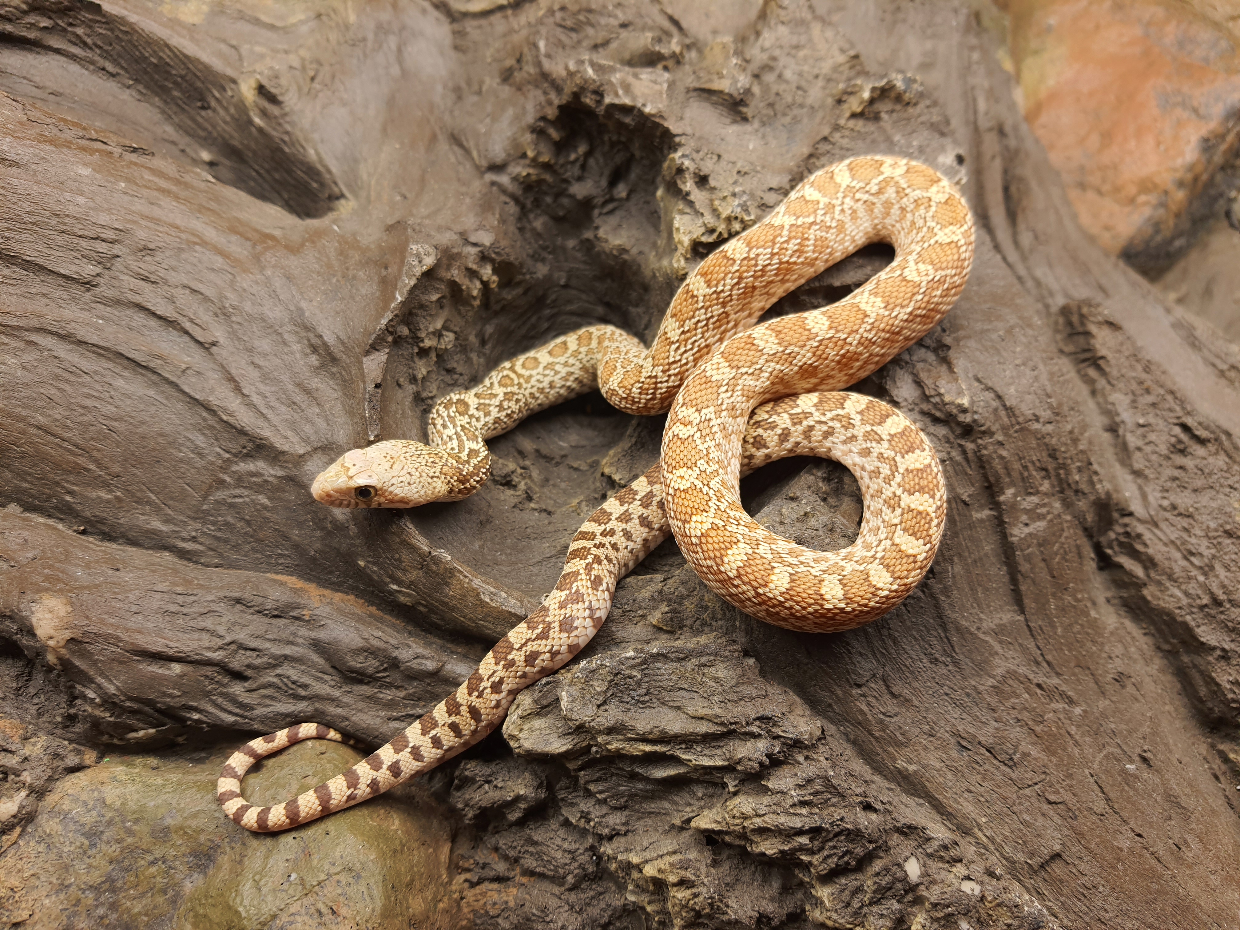 Pituophis catenifer affinis, jeune femelle née en 2024, "Hypo" Nom : OSCALIA