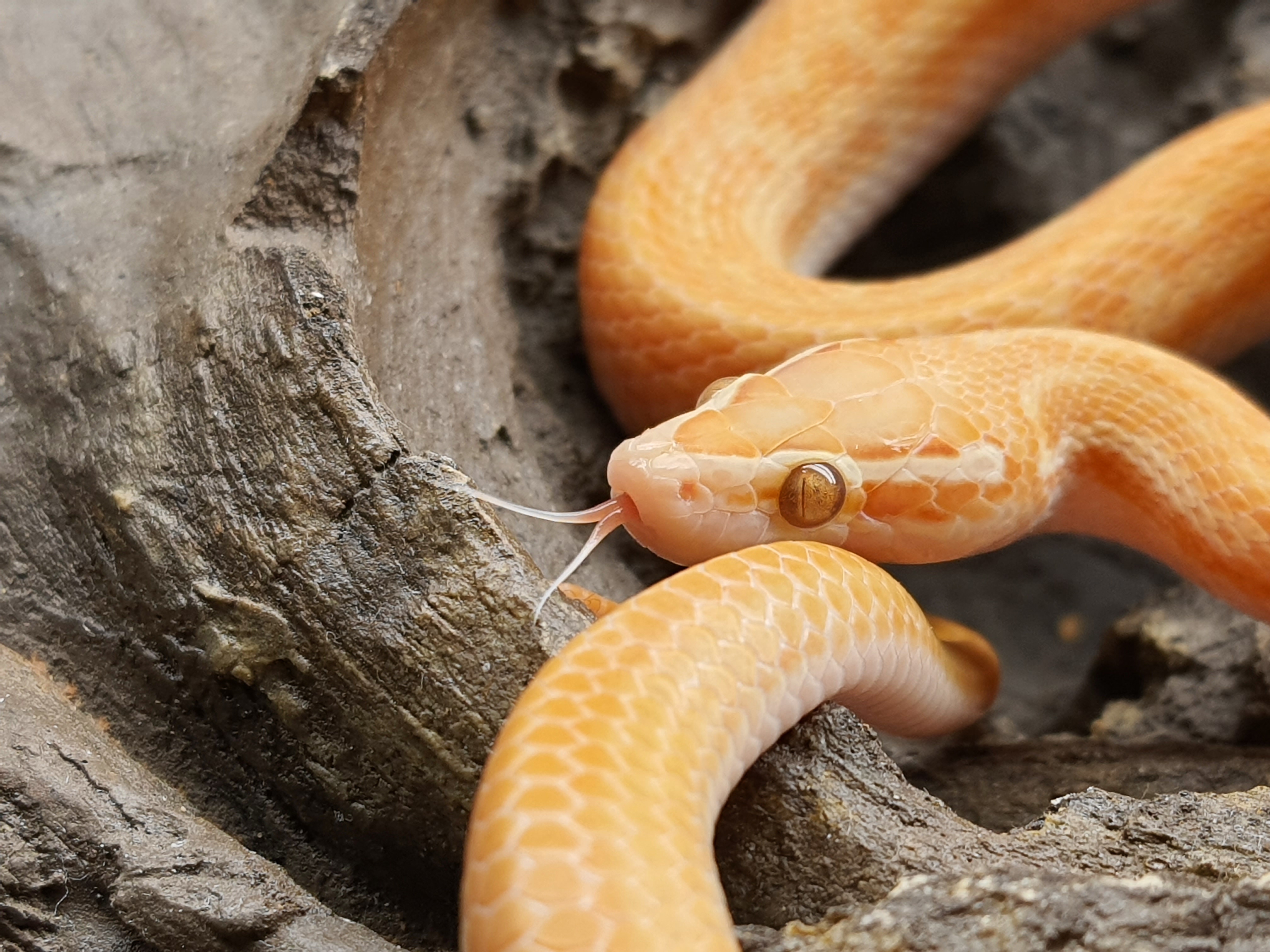 Boaedon fulliginosus, Couple nÃ© en 2023, "Albinos" Nom : FILA et FULO