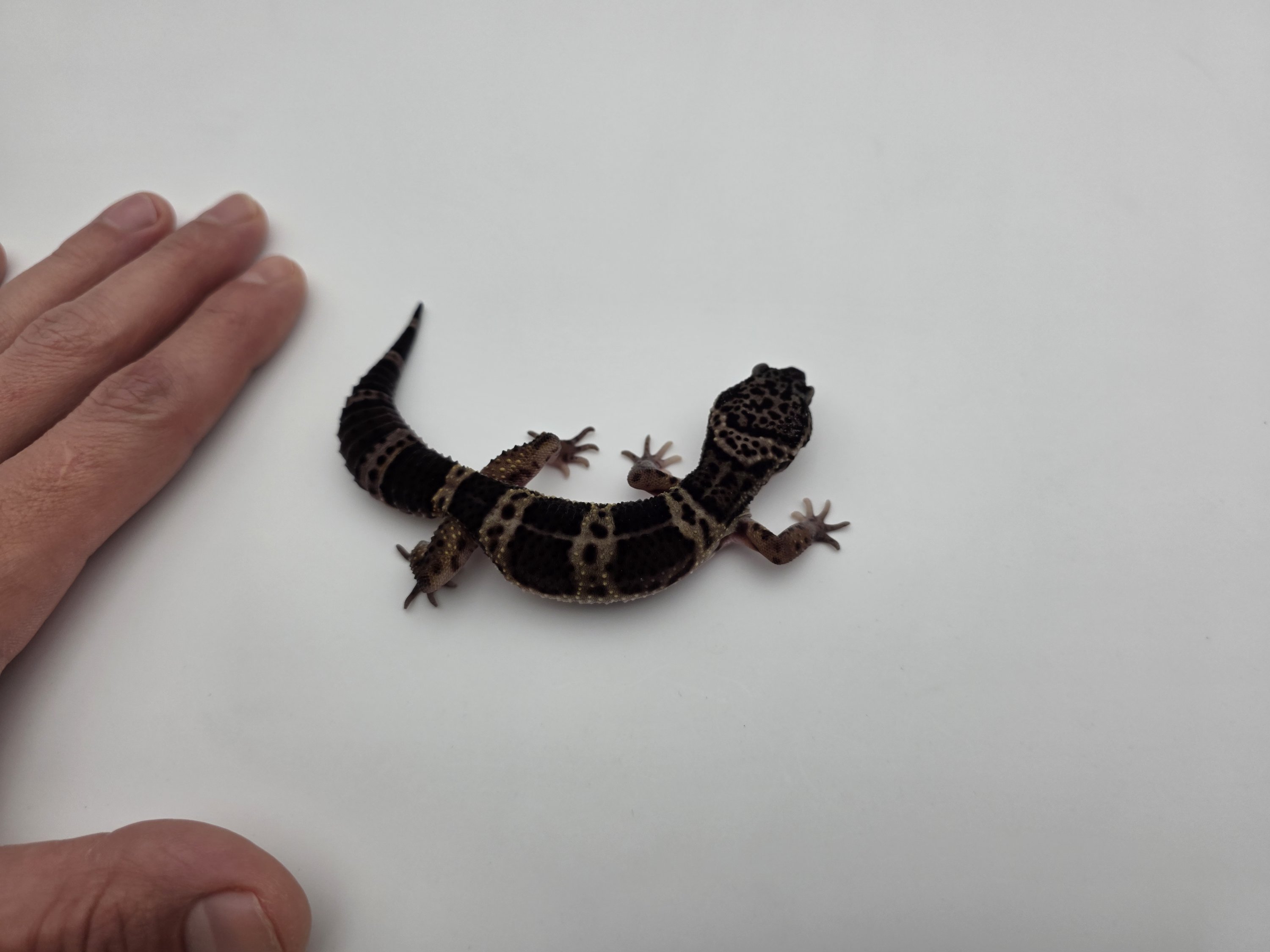 Eublepharis macularius, TSD mÃ¢le nÃ© en 2025, "Black night 66% het.eclipse", Nom/rÃ©fÃ©rence : BALIN