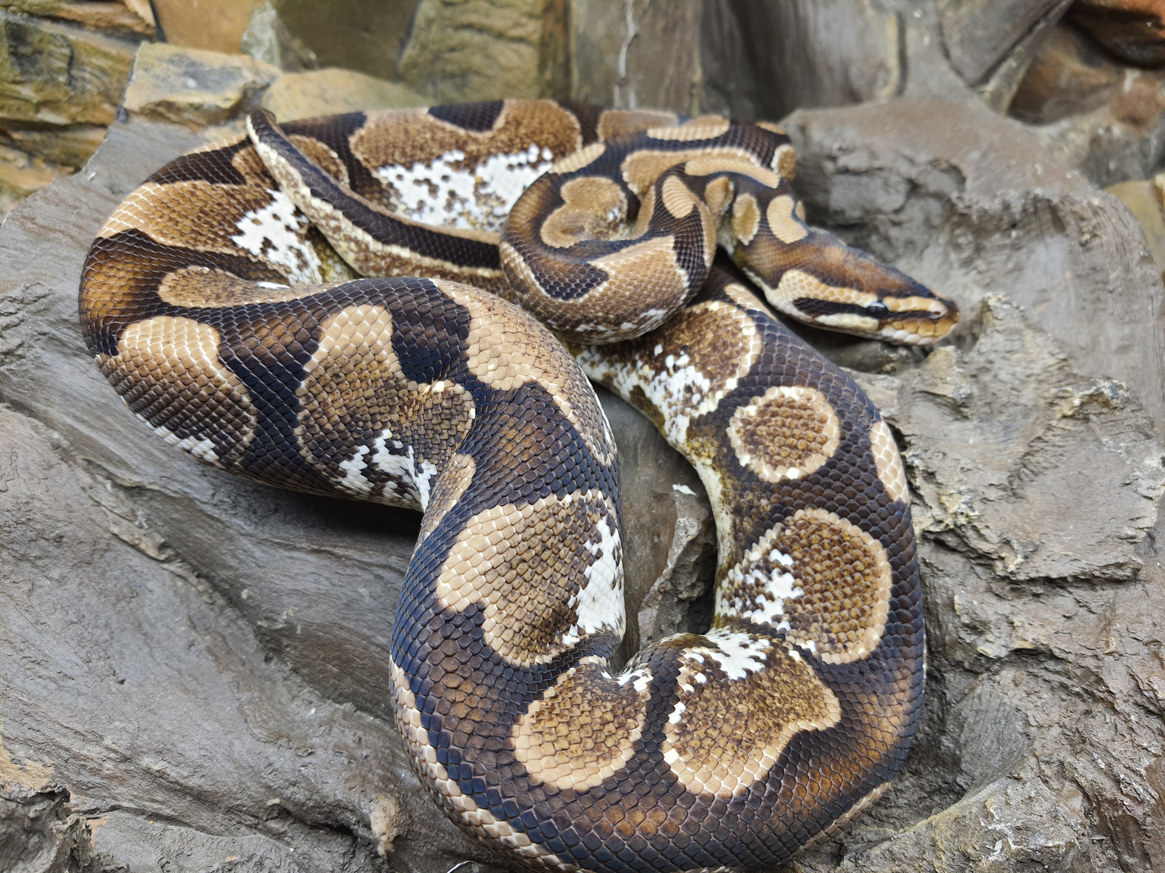 Python regius, jeune femelle nÃ©e en 2022 , "Sugar" Nom : SUGARIA. PucÃ© + i-fap