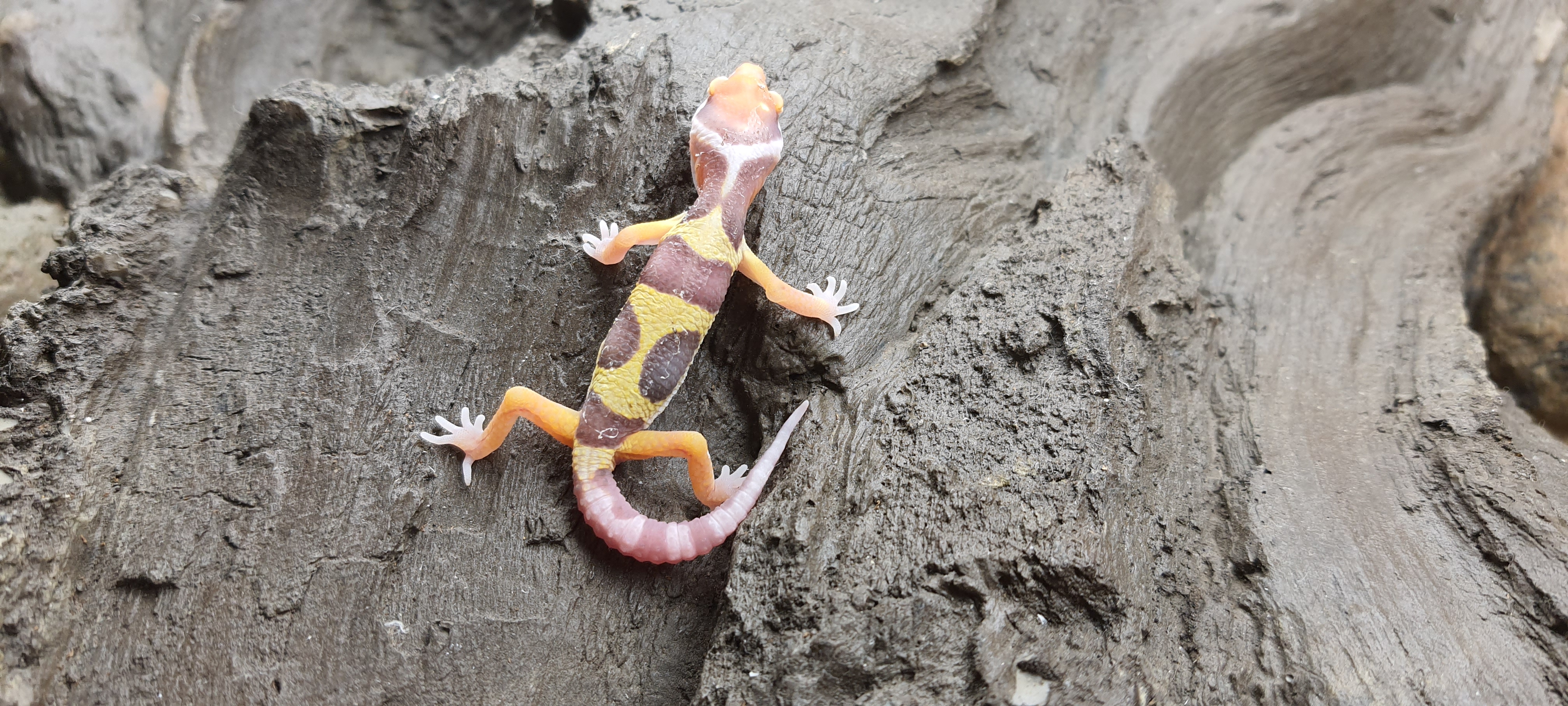 Eublepharis macularius, TSD mÃ¢le nÃ© en 2025, "Bold stripe bell albinos", Nom/rÃ©fÃ©rence : BELINO