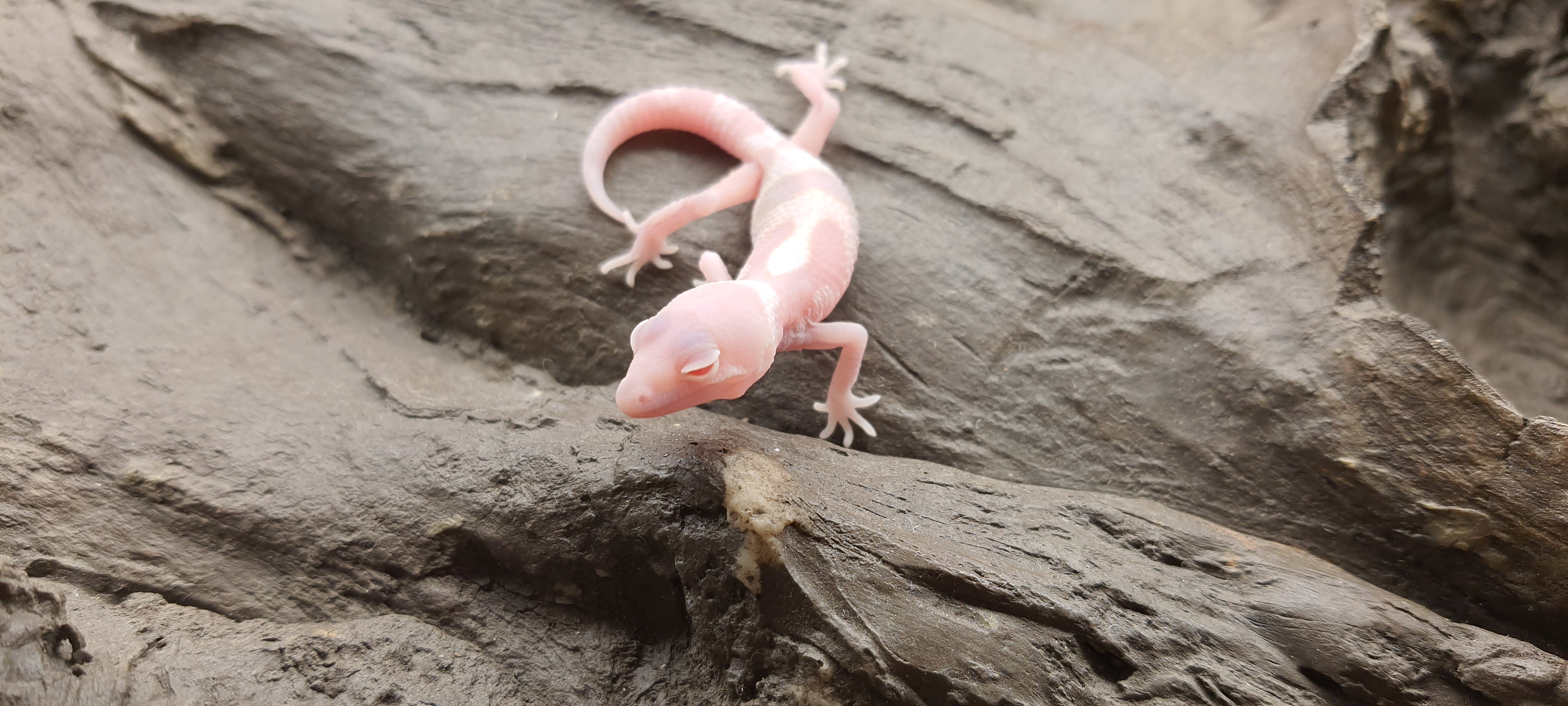 Eublepharis macularius, TSD mÃ¢le nÃ© en 2025, "Mack snow raptor jungle bandit", Nom/rÃ©fÃ©rence : VALO