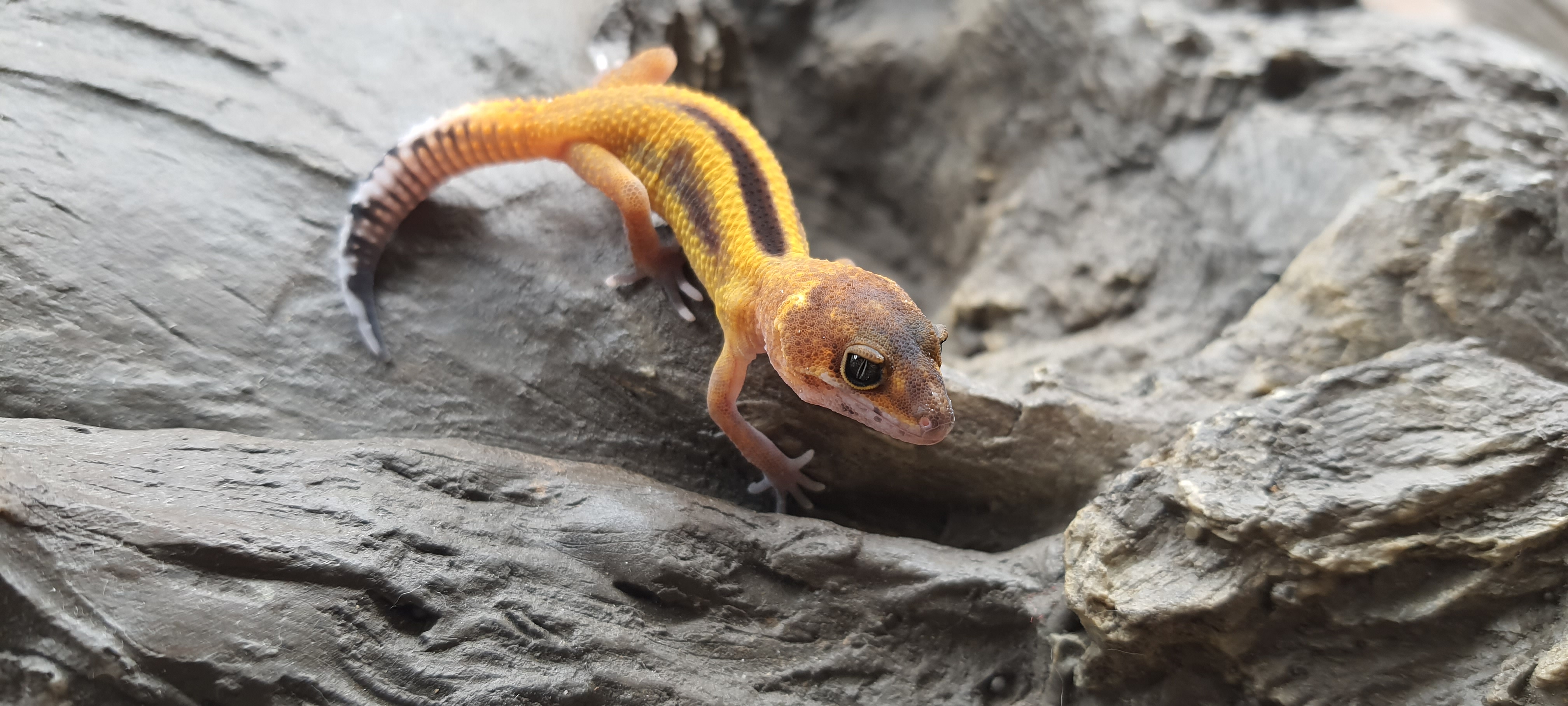 Eublepharis macularius, TSD femelle nÃ©e en 2025, "Electric tangerine eclipse w&y reverse stripe.", Nom/rÃ©fÃ©rence : CROSANA