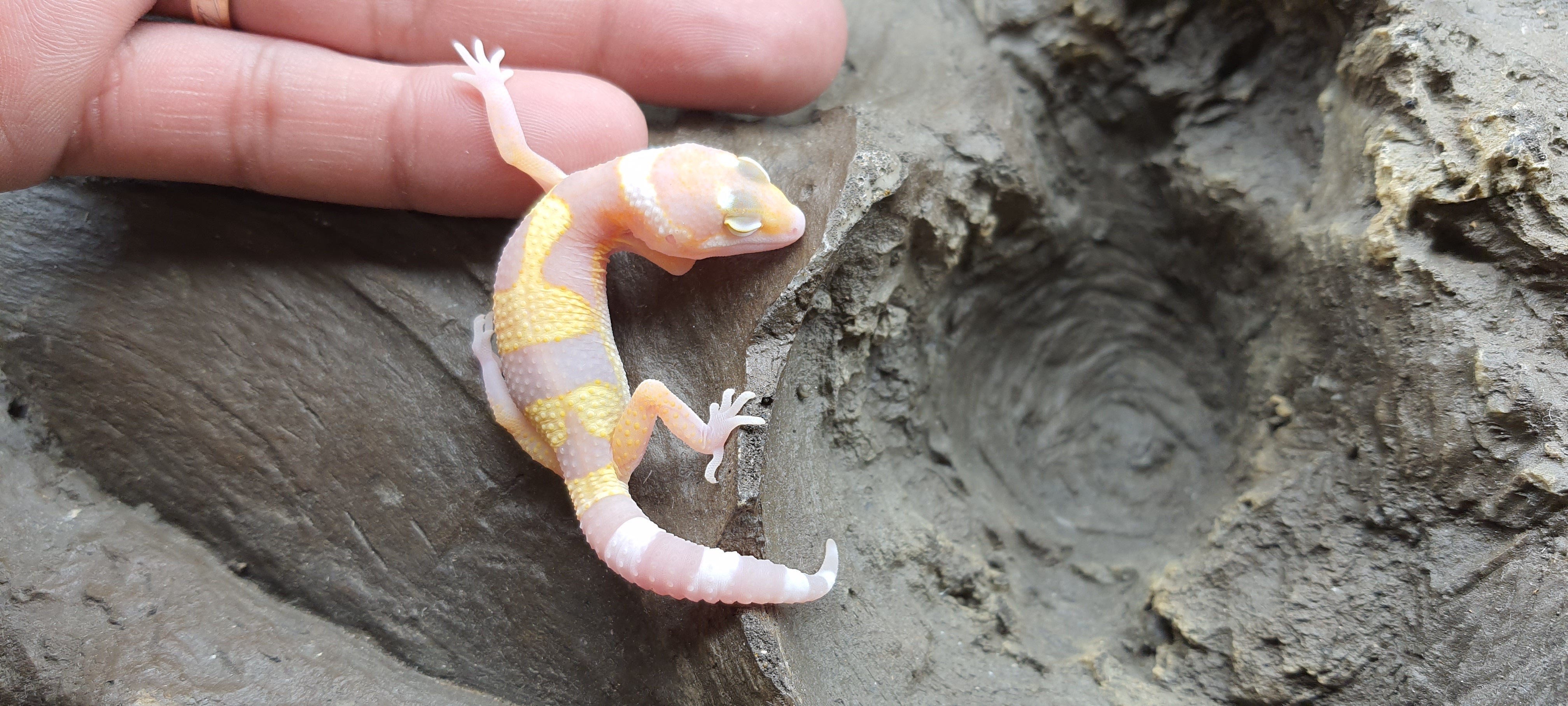 Eublepharis macularius, TSD mÃ¢le nÃ© en 2025, "Mack snow eclipse tremper jungle (poss bandit)", Nom/rÃ©fÃ©rence : BACANO