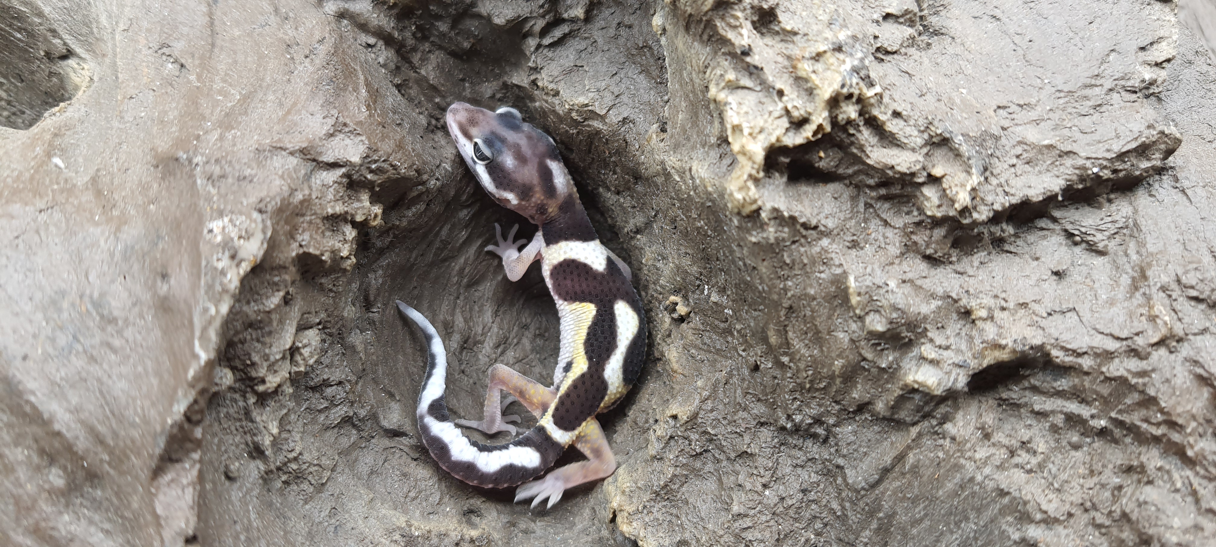 Eublepharis macularius, TSD mÃ¢le nÃ© en 2025, "Mack snow bold stripe 100 % het.bell albinos", Nom/rÃ©fÃ©rence : ANOLO