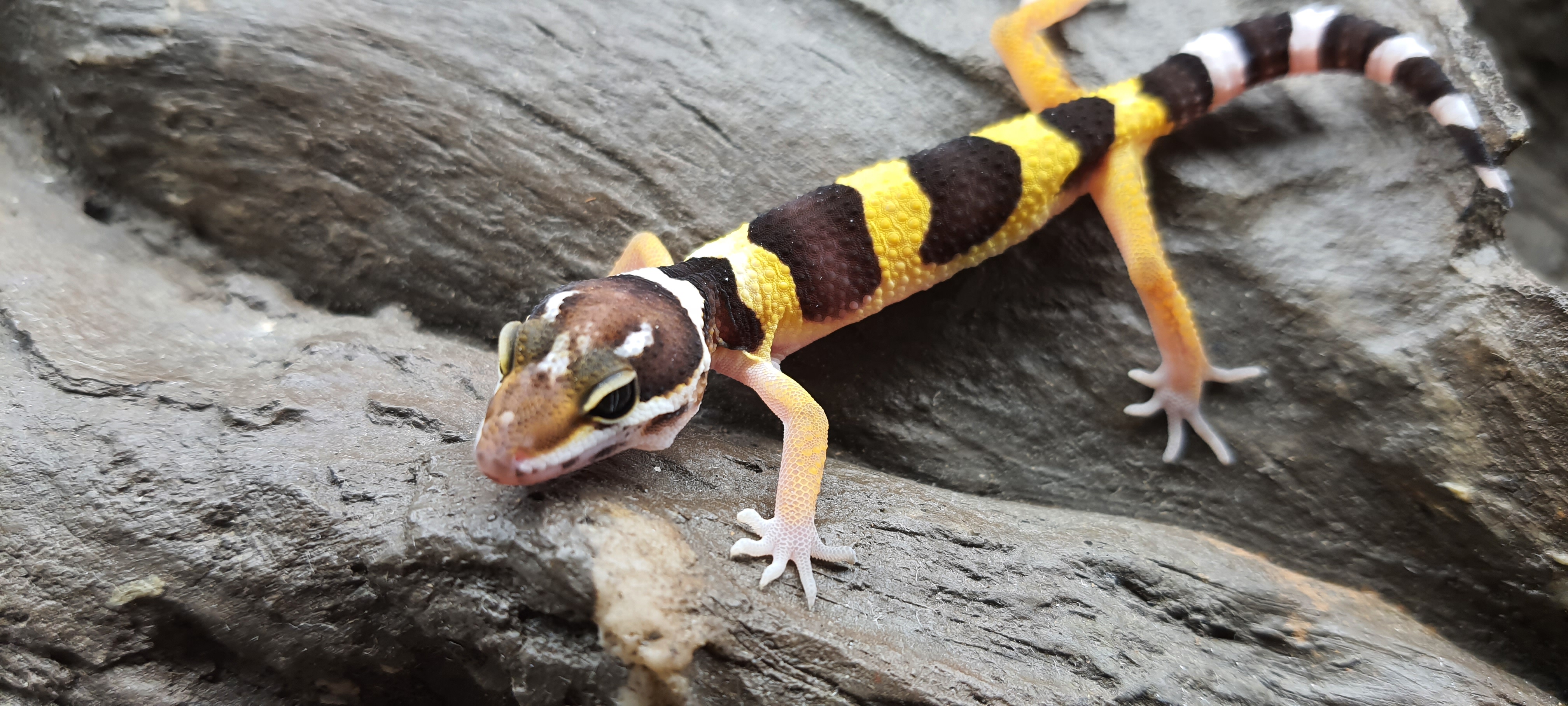 Eublepharis macularius, TSD mÃ¢le nÃ© en 2025, "Naturel 100% het.murphy patternless", Nom/rÃ©fÃ©rence : GEROLO