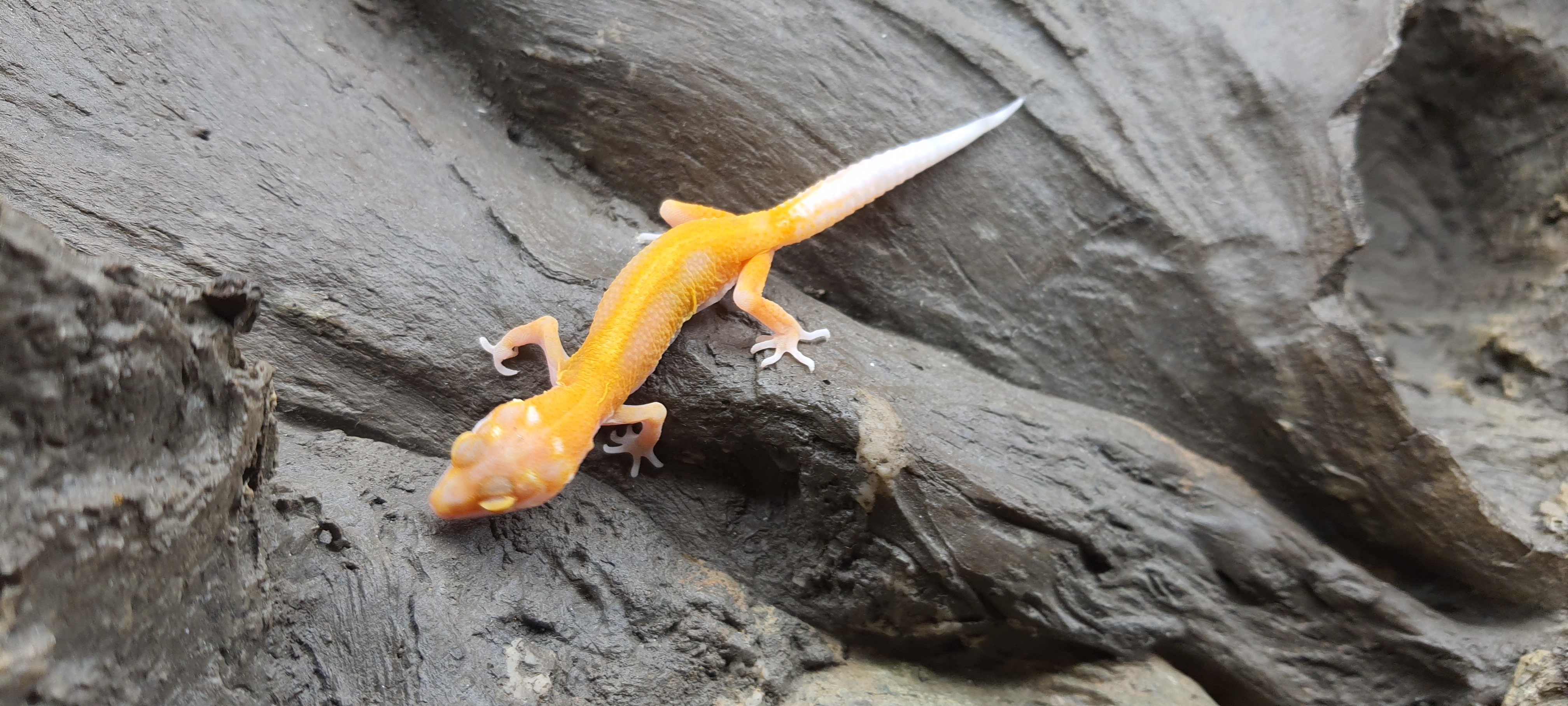 Eublepharis macularius, TSD femelle nÃ©e en 2025, "Radar reverse stripe w&y", Nom/rÃ©fÃ©rence : NAMIA