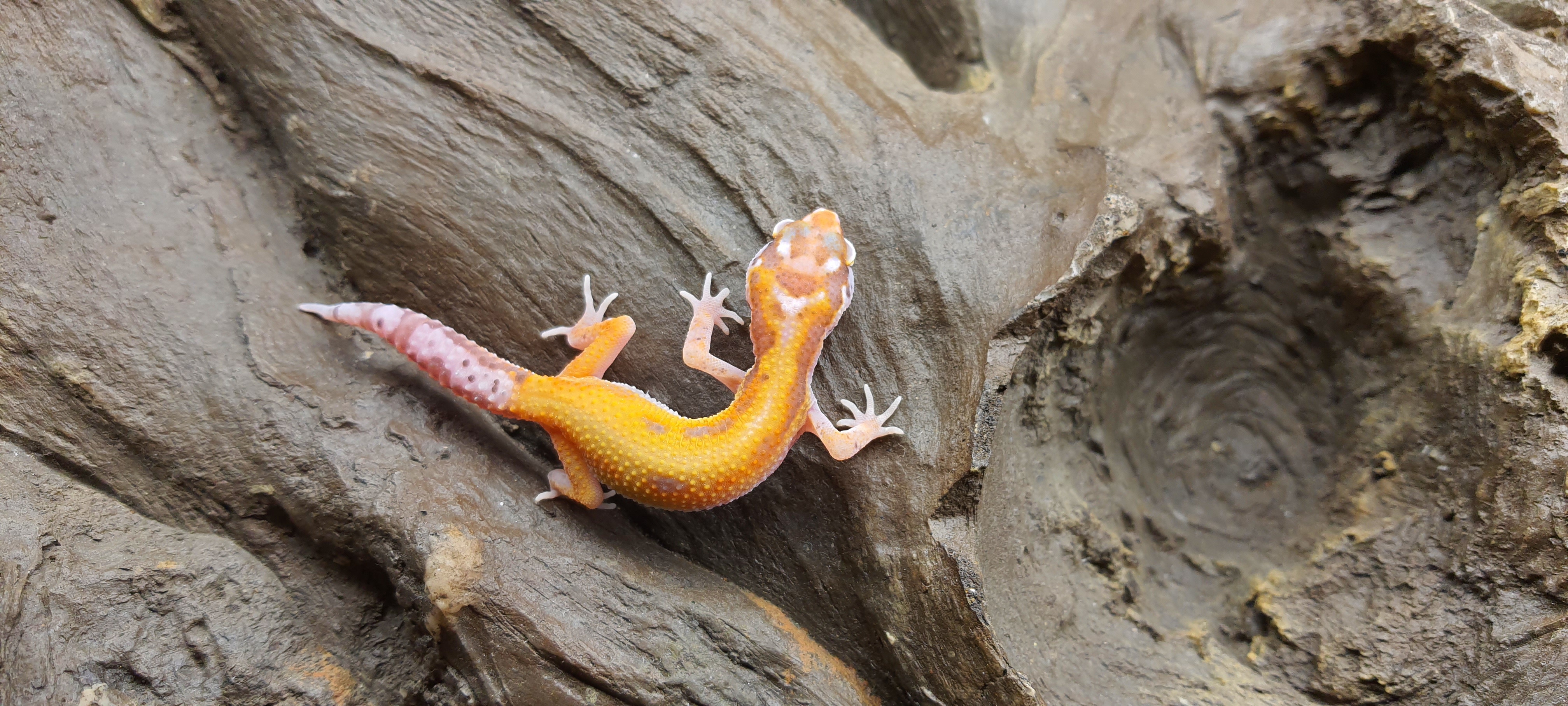 Eublepharis macularius, TSD femelle nÃ©e en 2025, "Radar reverse stripe w&y", Nom/rÃ©fÃ©rence : RAMANIA