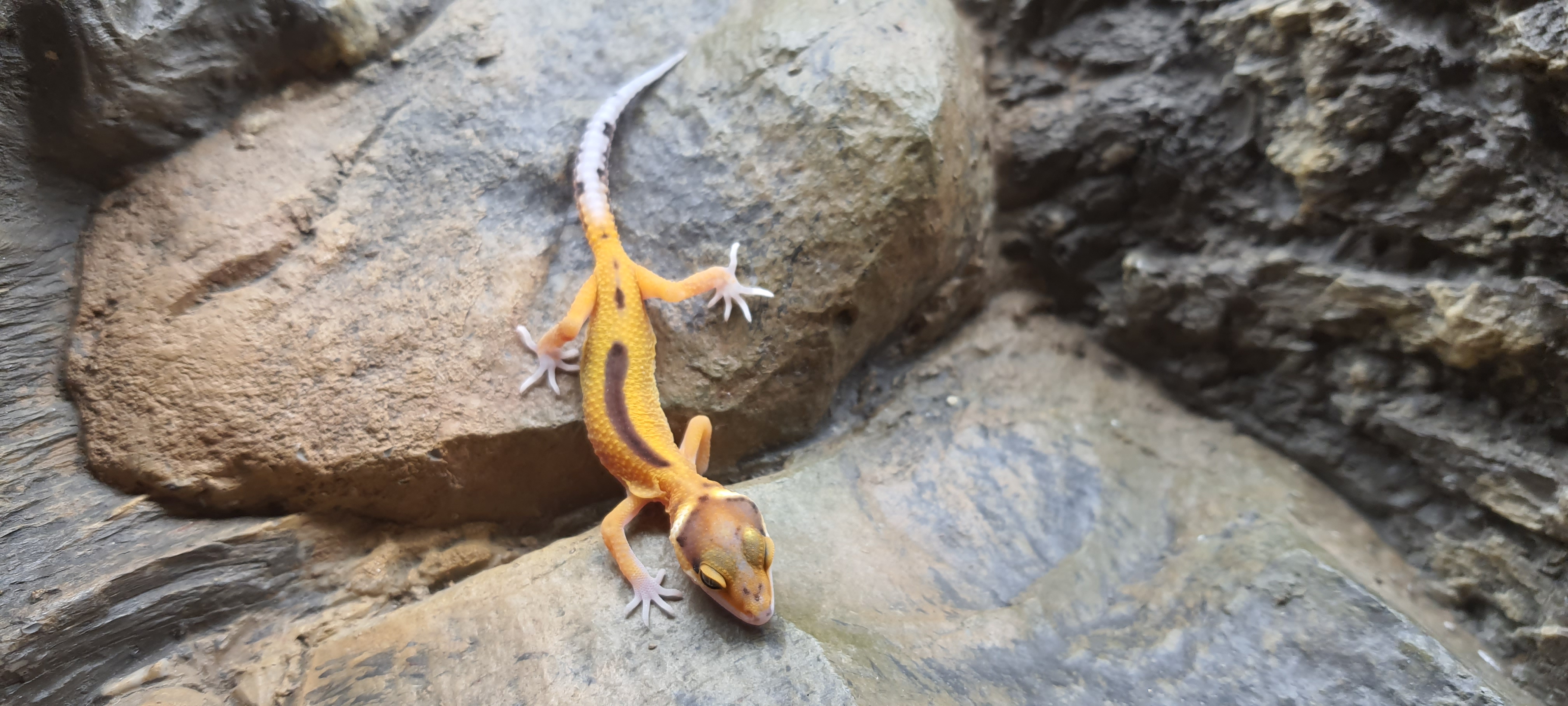 Eublepharis macularius, TSD femelle nÃ©e en 2025, "Mandarin electric reverse stripe (poss bandit) 50% het.eclipse", Nom/rÃ©fÃ©rence : BONA