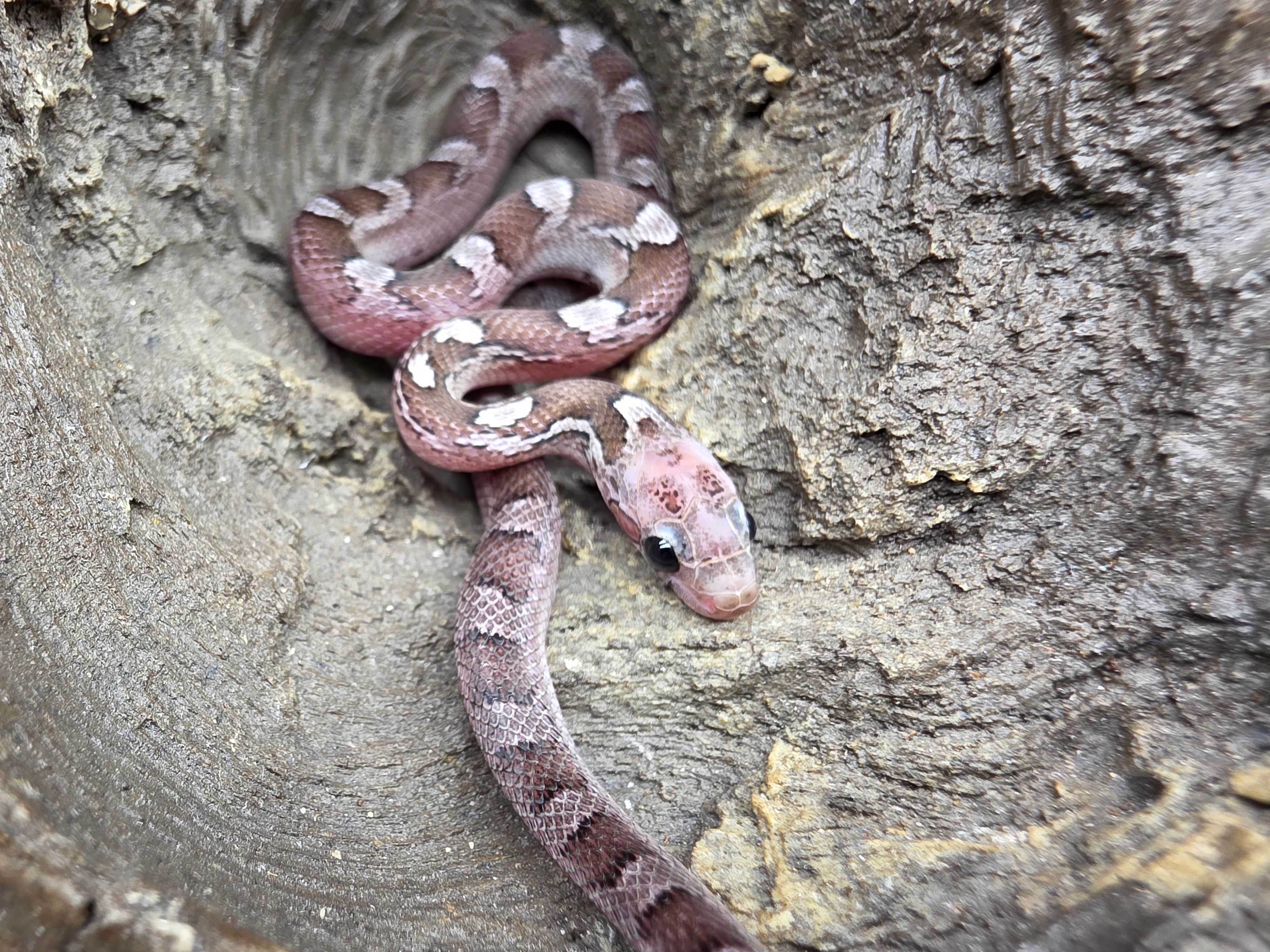 Pantherophis guttatus, jeune femelle nÃ©e en 2025, "Pewter piedside (low) 66% het.albinos" Nom : PEATA