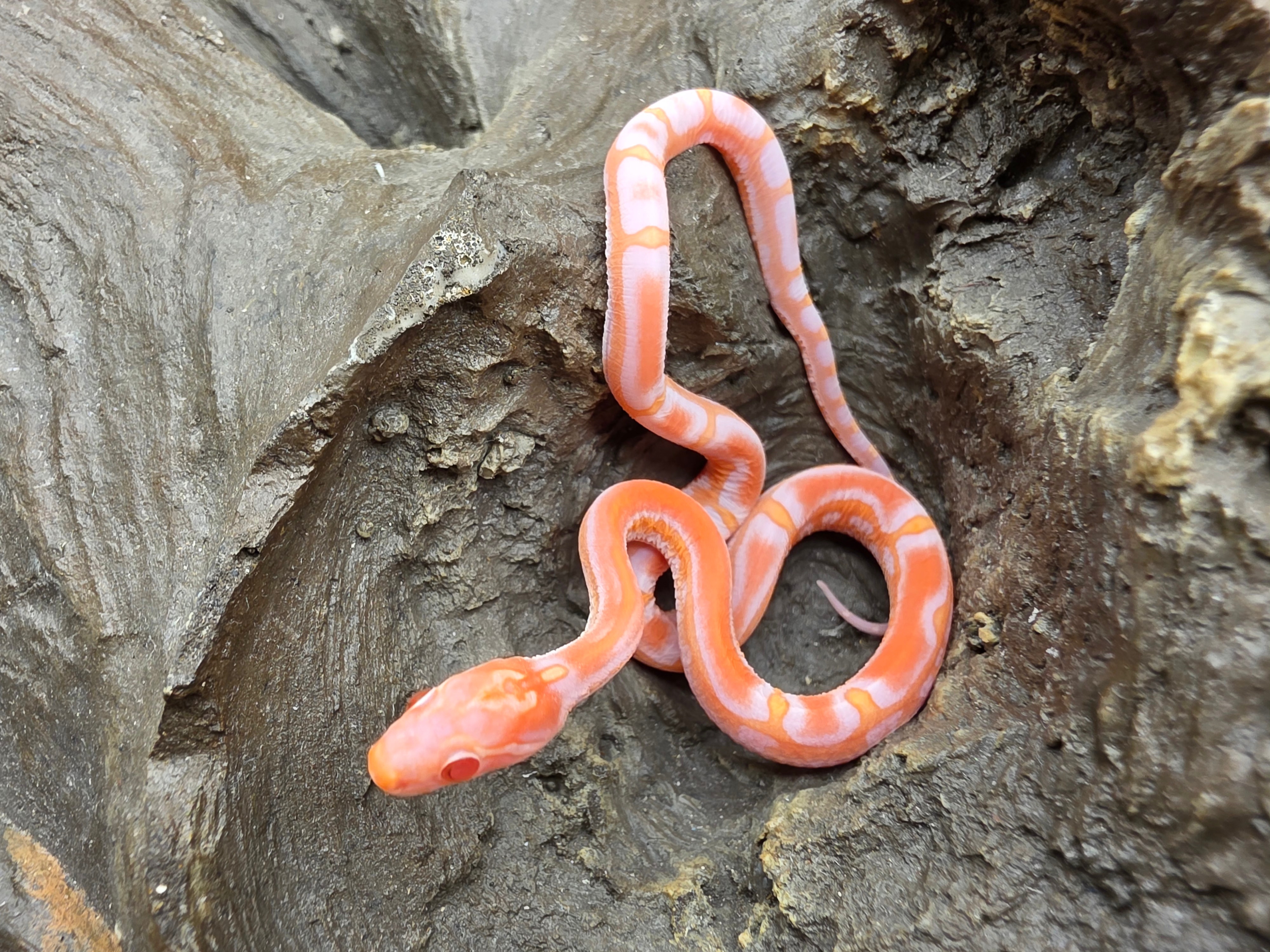 Pantherophis guttatus sp scaleless, jeune mÃ¢le nÃ© en 2025 "Scaleless fire okeetee 66% het.charcoal 50% anery pied" Nom : ESKIMO