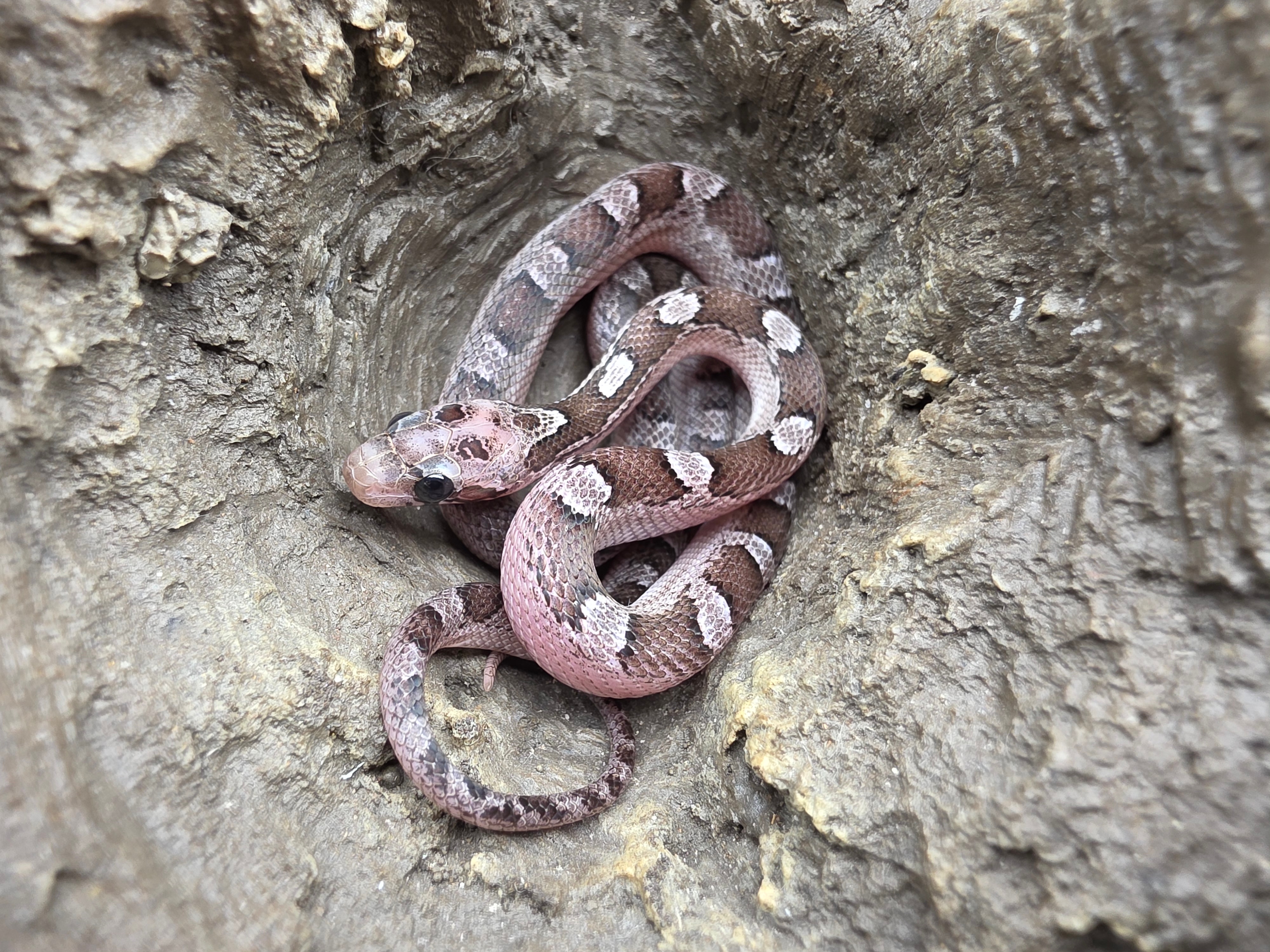 Pantherophis guttatus, jeune femelle nÃ©e en 2025, "Pewter piedside (low) 66% het.albinos" Nom : PERIDIA