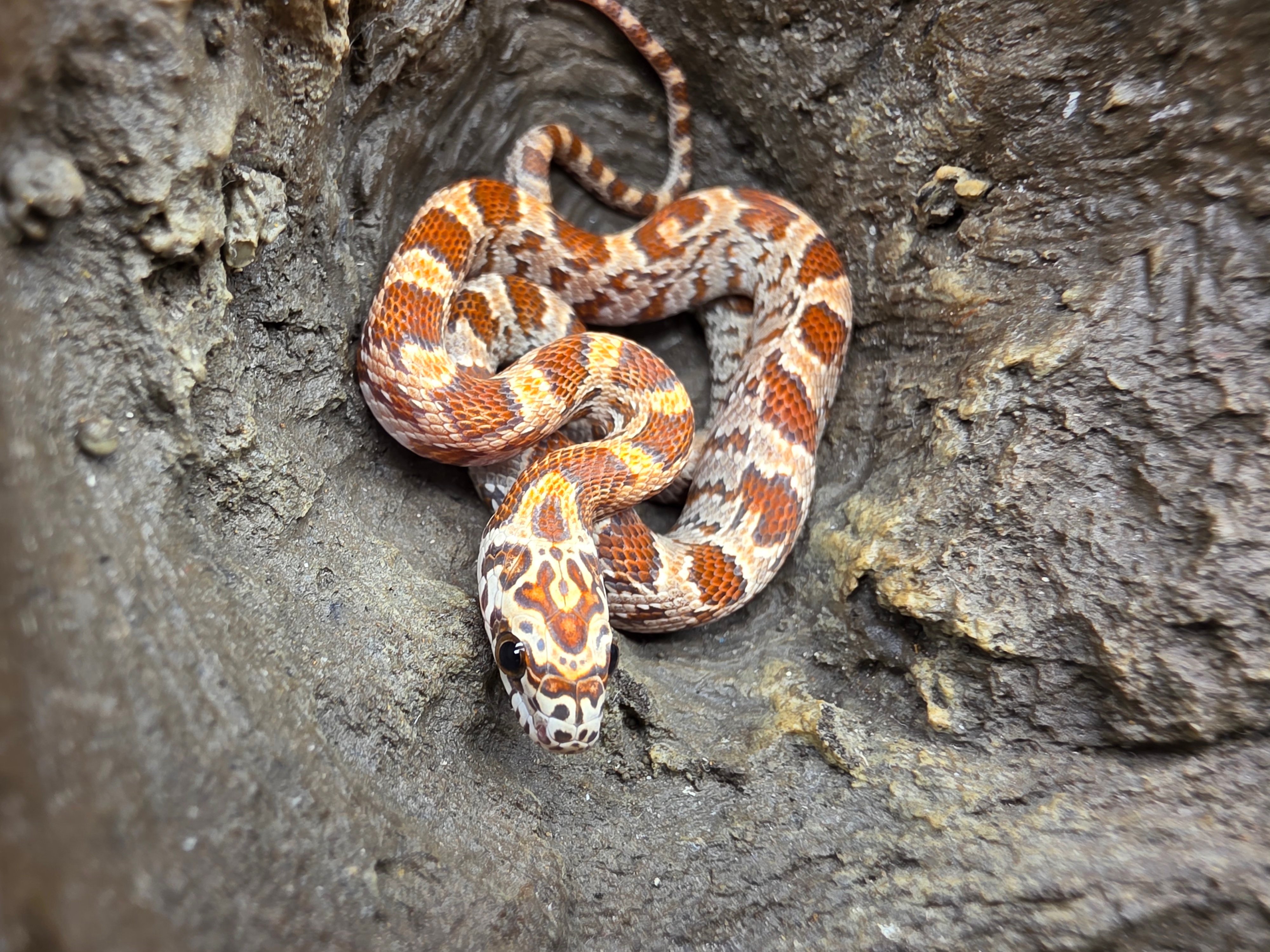 Pantherophis guttatus sp scaleless, jeune femelle nÃ©e en 2025 "Hypo sunkissed 100% het.caramel 66% het.anery 50% het.scaleless motley 33% het.albinos" Nom : KIMA
