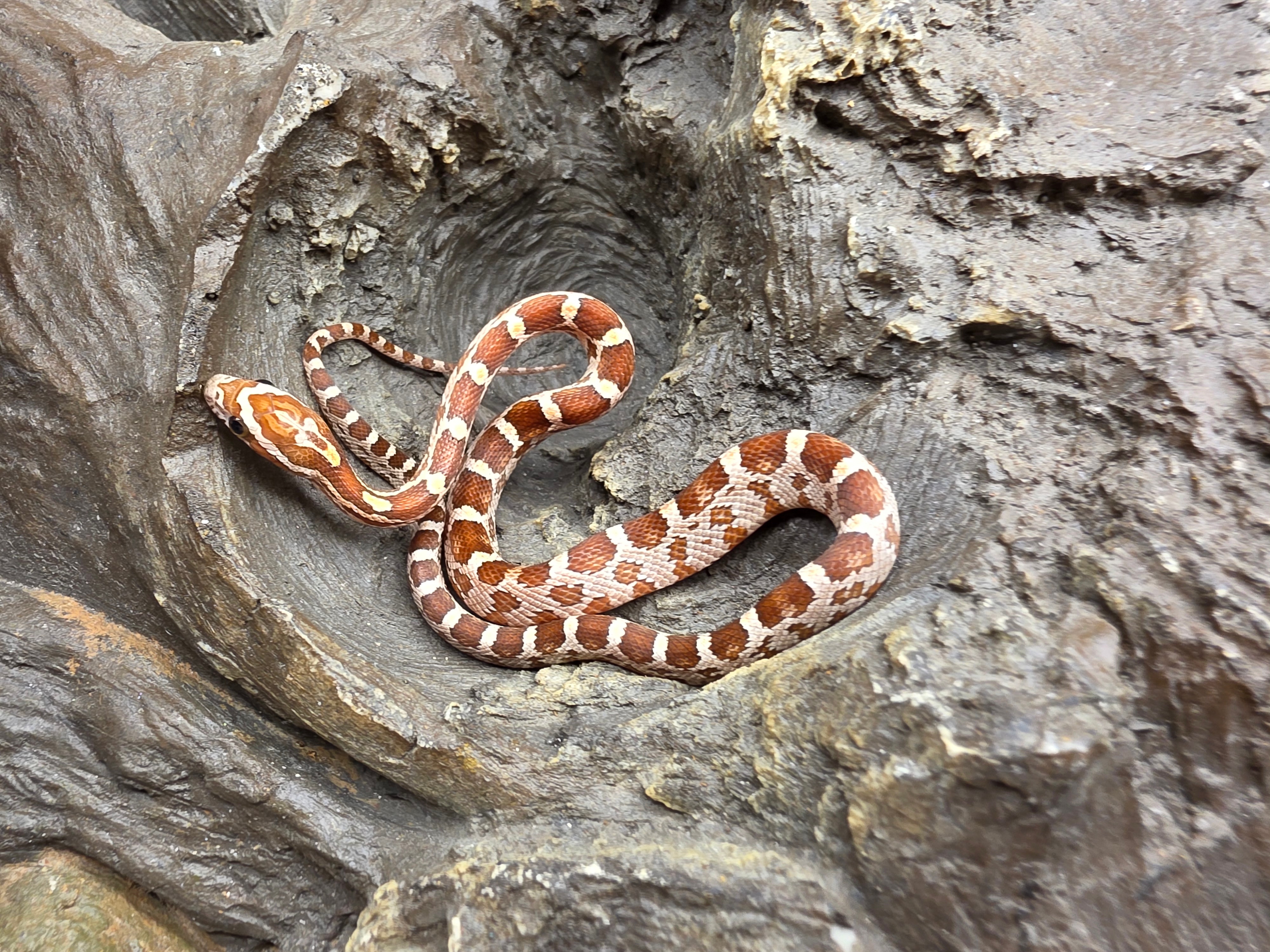 Pantherophis guttatus, jeune femelle nÃ©e en 2025, "Naturel 66% het.palmetto,.albinos, lavender, stripe 50% het.caramel motley" Nom : GARDA