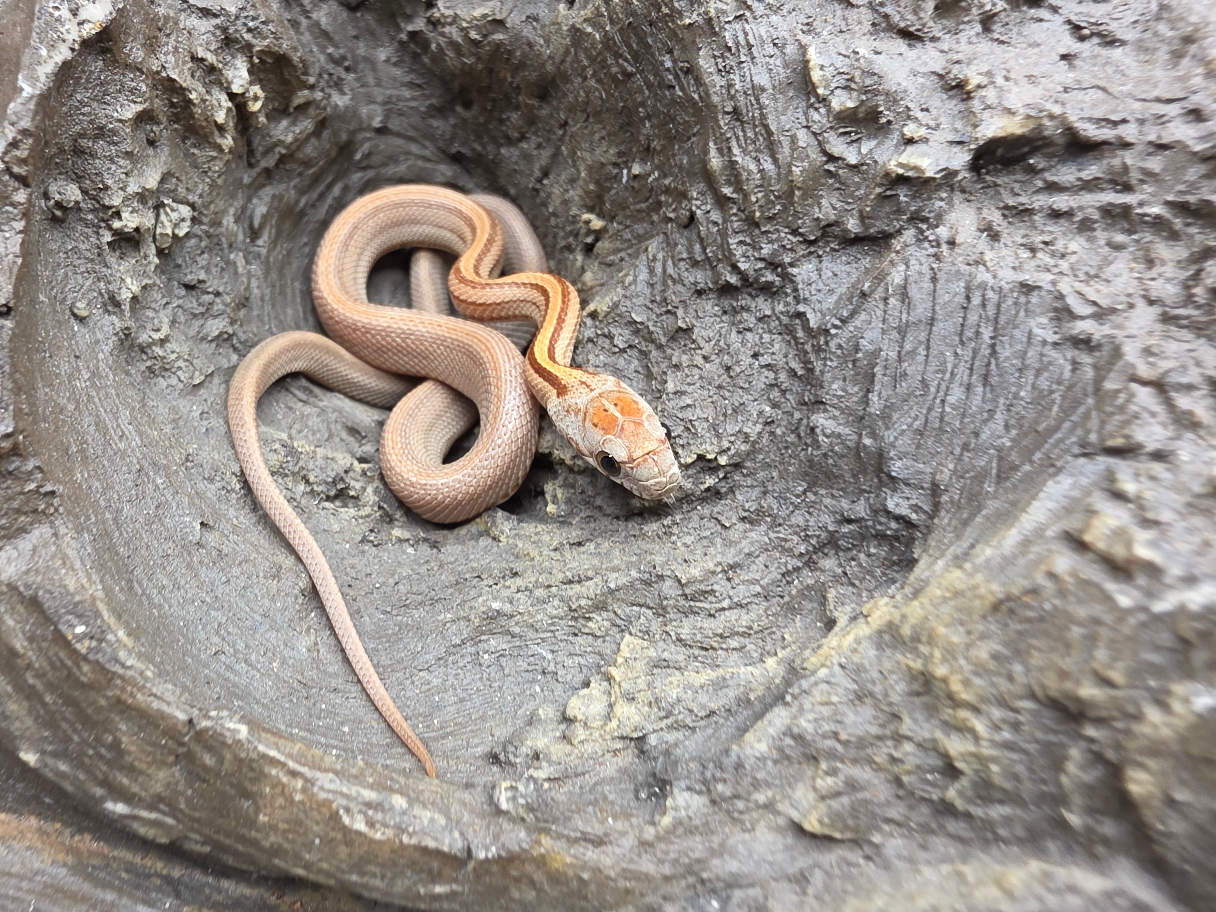 Pantherophis guttatus, jeune femelle nÃ©e en 2025, "Stripe 66% het.palmetto,.albinos, lavender 50% het.caramel motley" Nom : RIVALINA