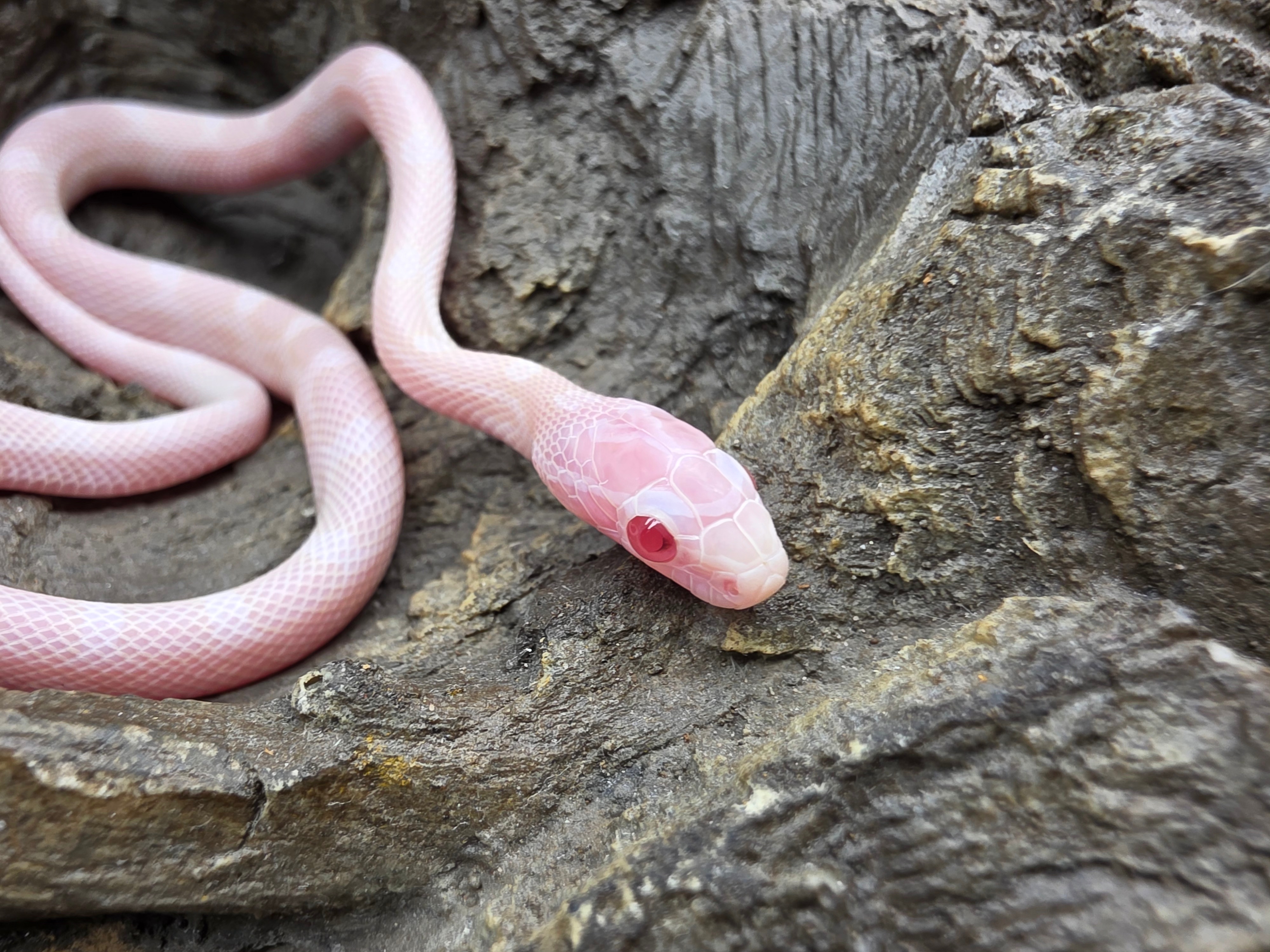 Pantherophis guttatus sp scaleless, jeune femelle nÃ©e en 2025 "Blizzard (possible whiteout) 100% het.anery 66% het.(blood) 50% het.caramel, piedside, scaleless 33% het.motley" Nom : ICA