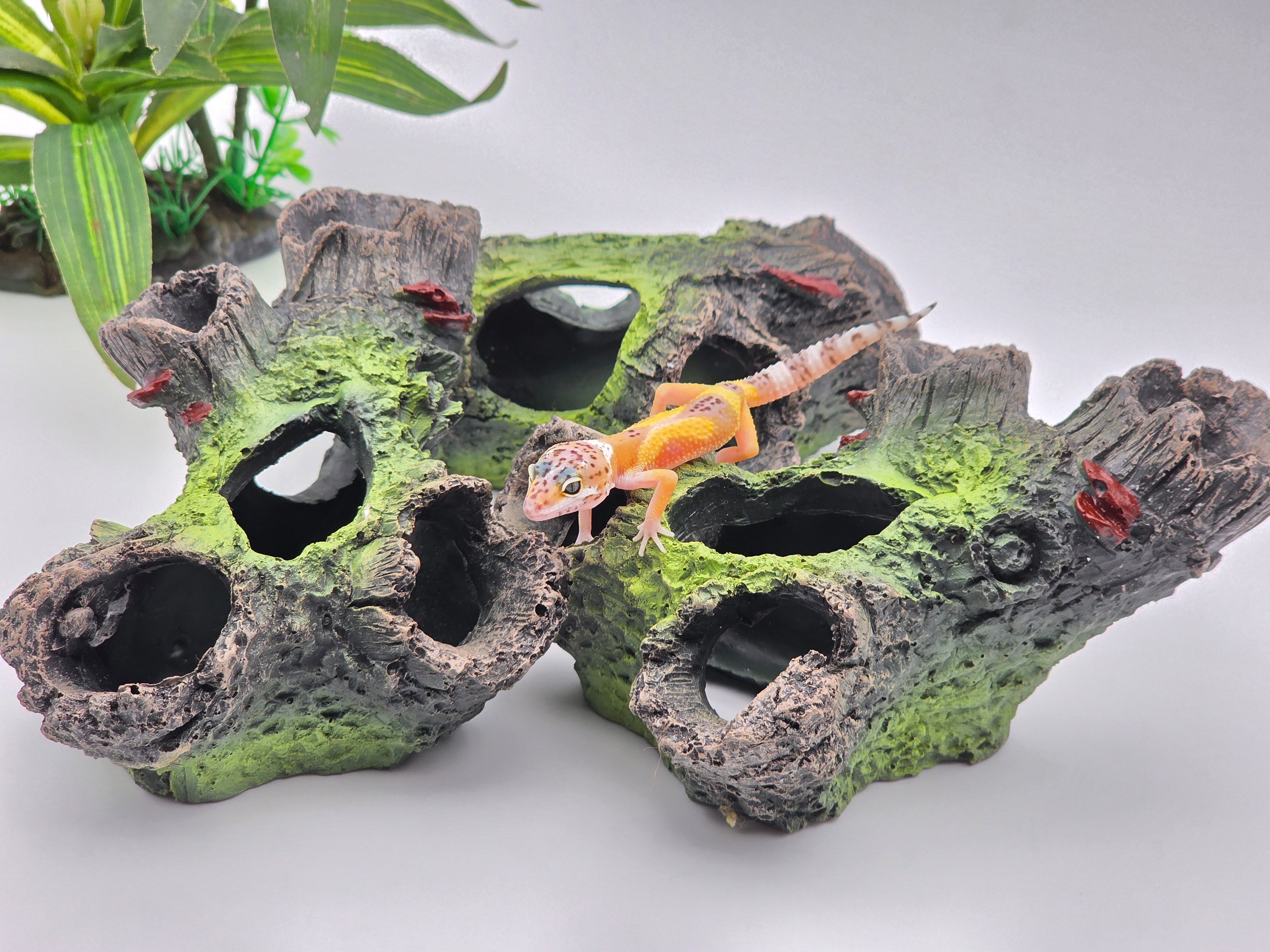 Eublepharis macularius, TSD mÃ¢le nÃ© en 2025, "Hypo tangerine jungle 100% het.murphy patternless", Nom/rÃ©fÃ©rence : GAROU