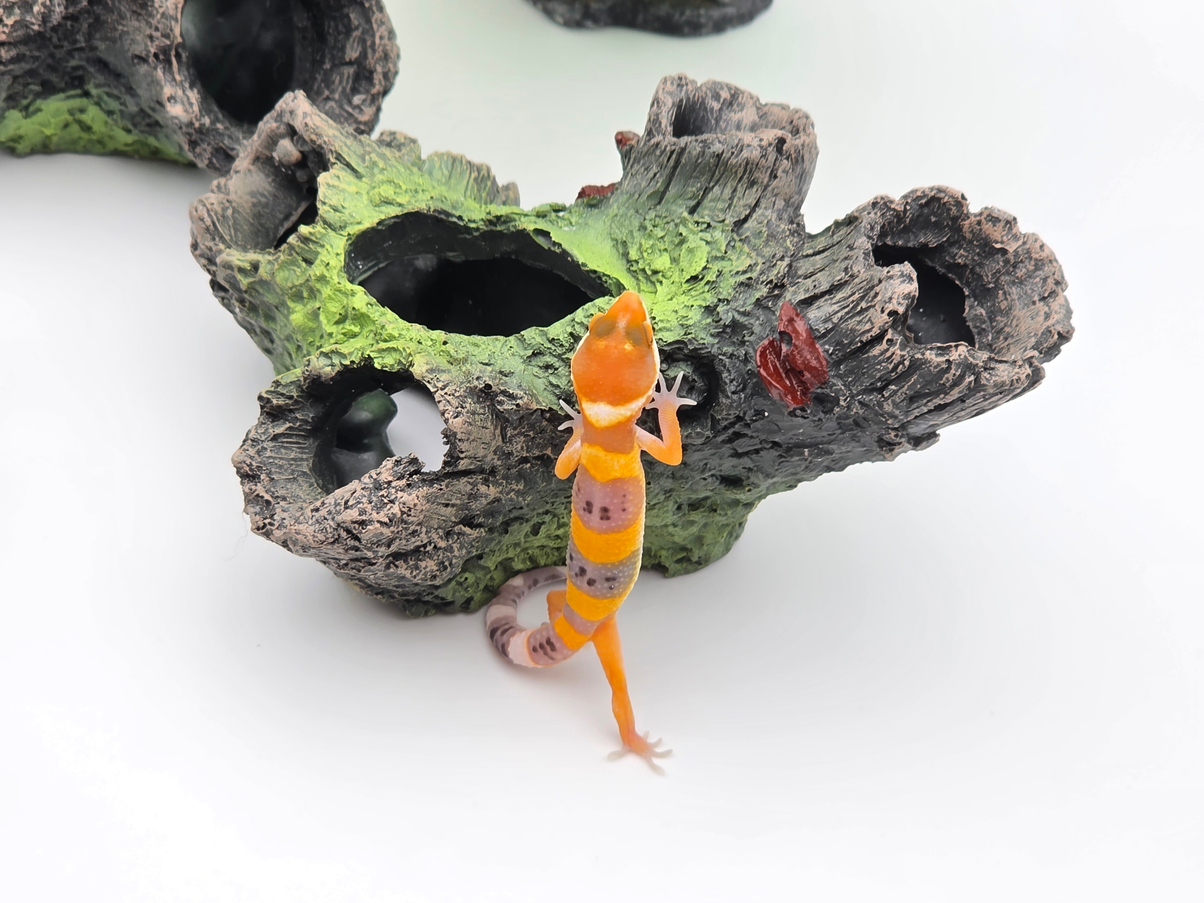 Eublepharis macularius, TSD mÃ¢le nÃ© en 2025, "Electric tangerine w&y bandit clown 100% het.bell albinos", Nom/rÃ©fÃ©rence : SORIO