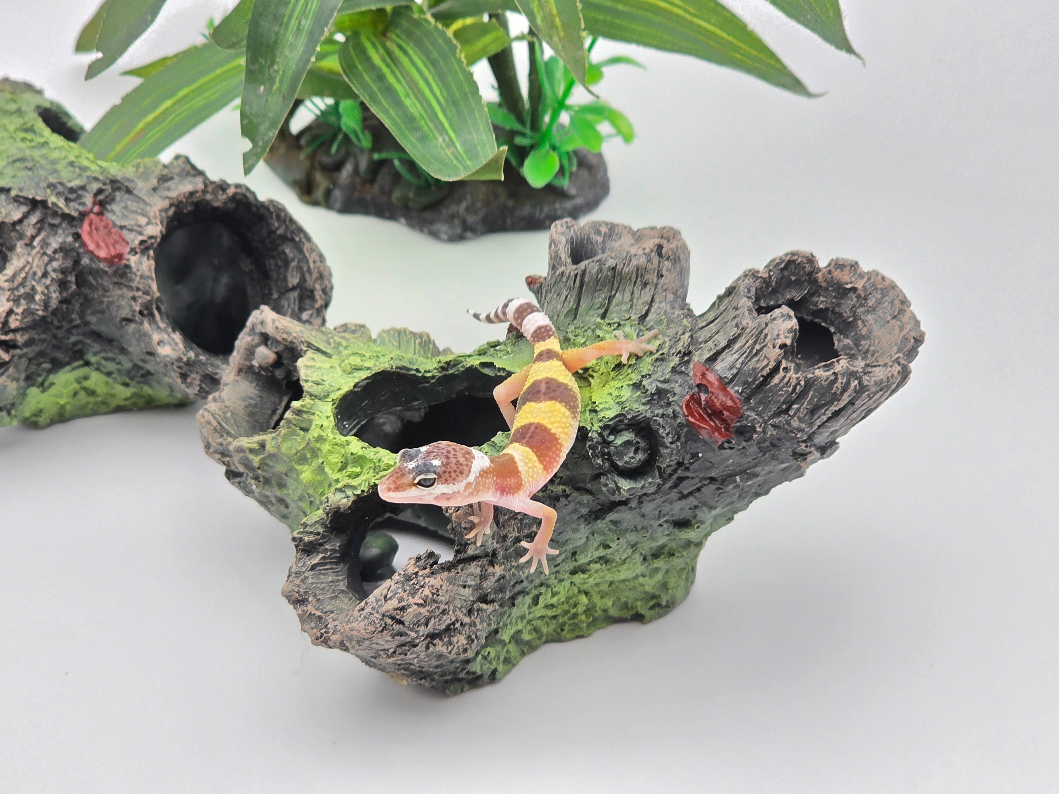 Eublepharis macularius, TSD mÃ¢le nÃ© en 2025, "Hypo tangerine 100% het.murphy patternless", Nom/rÃ©fÃ©rence : TOSMO