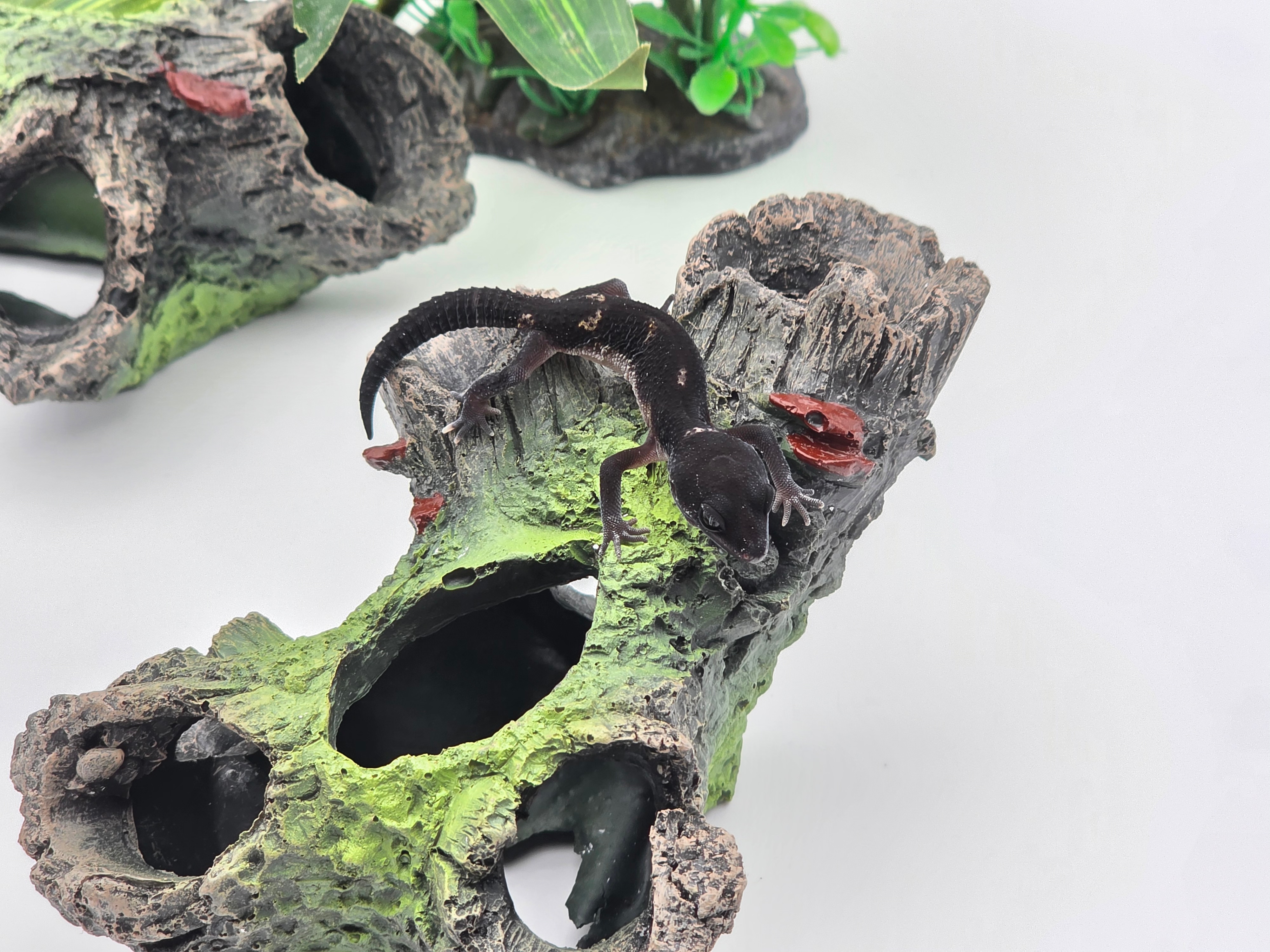 Eublepharis macularius, TSD mÃ¢le nÃ© en 2025, "Mack snow black night jungle (extrÃªme black) 66% het.eclipse", Nom/rÃ©fÃ©rence : MALO