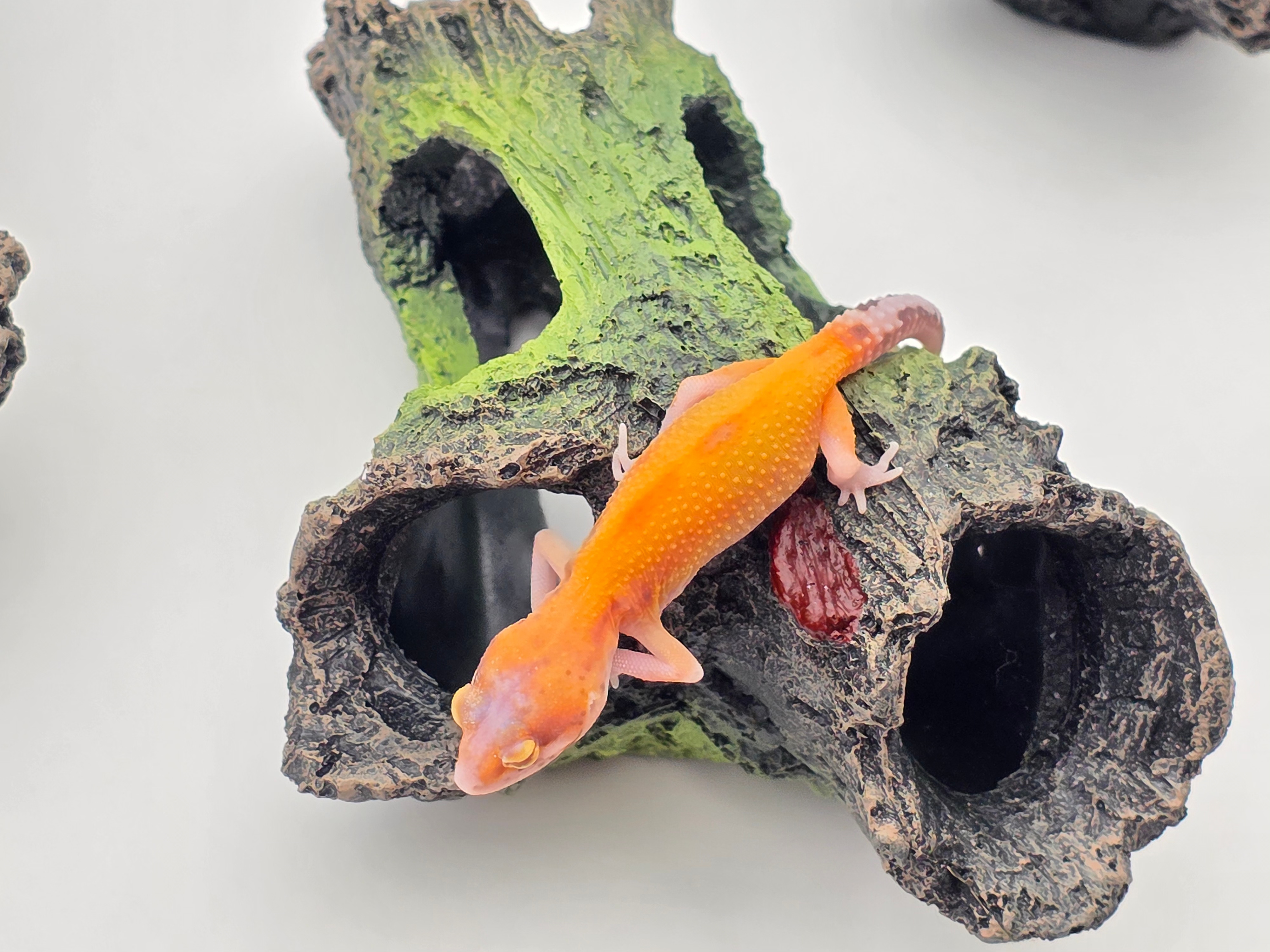 Eublepharis macularius, TSD mÃ¢le nÃ© en 2025, "Radar stripe bandit", Nom/rÃ©fÃ©rence : JAUNASSE