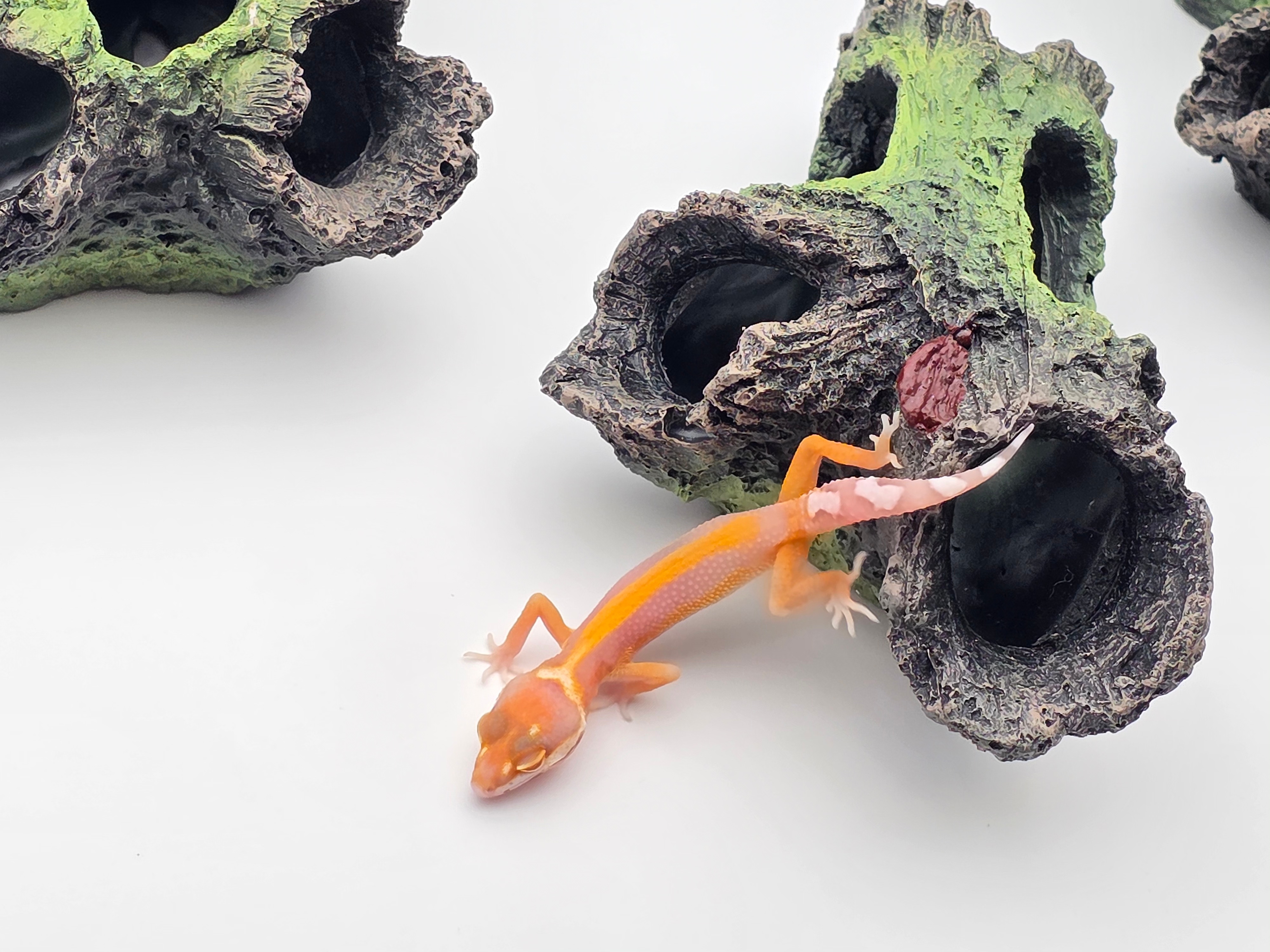 Eublepharis macularius, TSD mÃ¢le nÃ© en 2025, "Radar bold stripe w&y", Nom/rÃ©fÃ©rence : BALIO