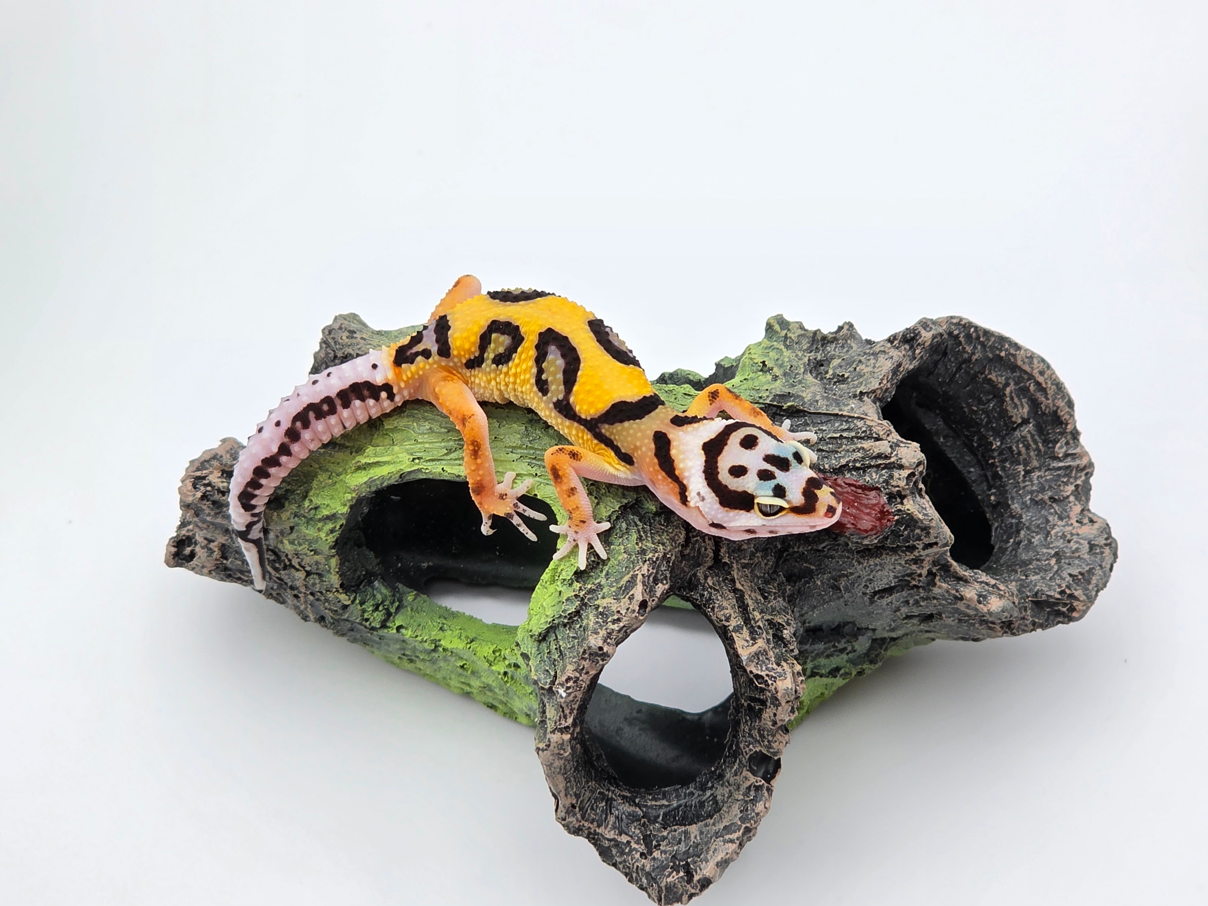 Eublepharis macularius, TSD femelle nÃ©e en 2025, "Bandit bold stripe No het.", Nom/rÃ©fÃ©rence : LEONA