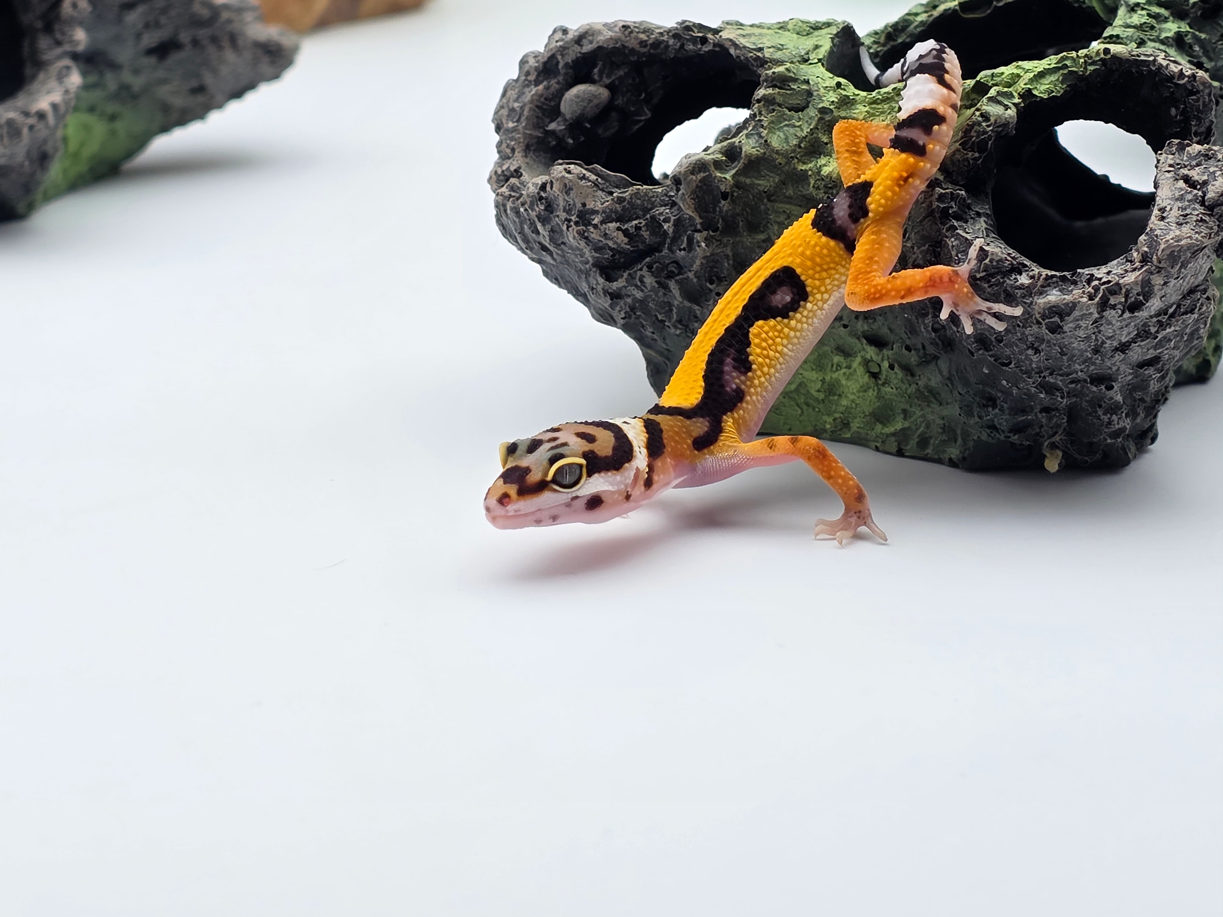 Eublepharis macularius, TSD femelle nÃ©e en 2025, "Bandit bold stripe No het.", Nom/rÃ©fÃ©rence : GERALA