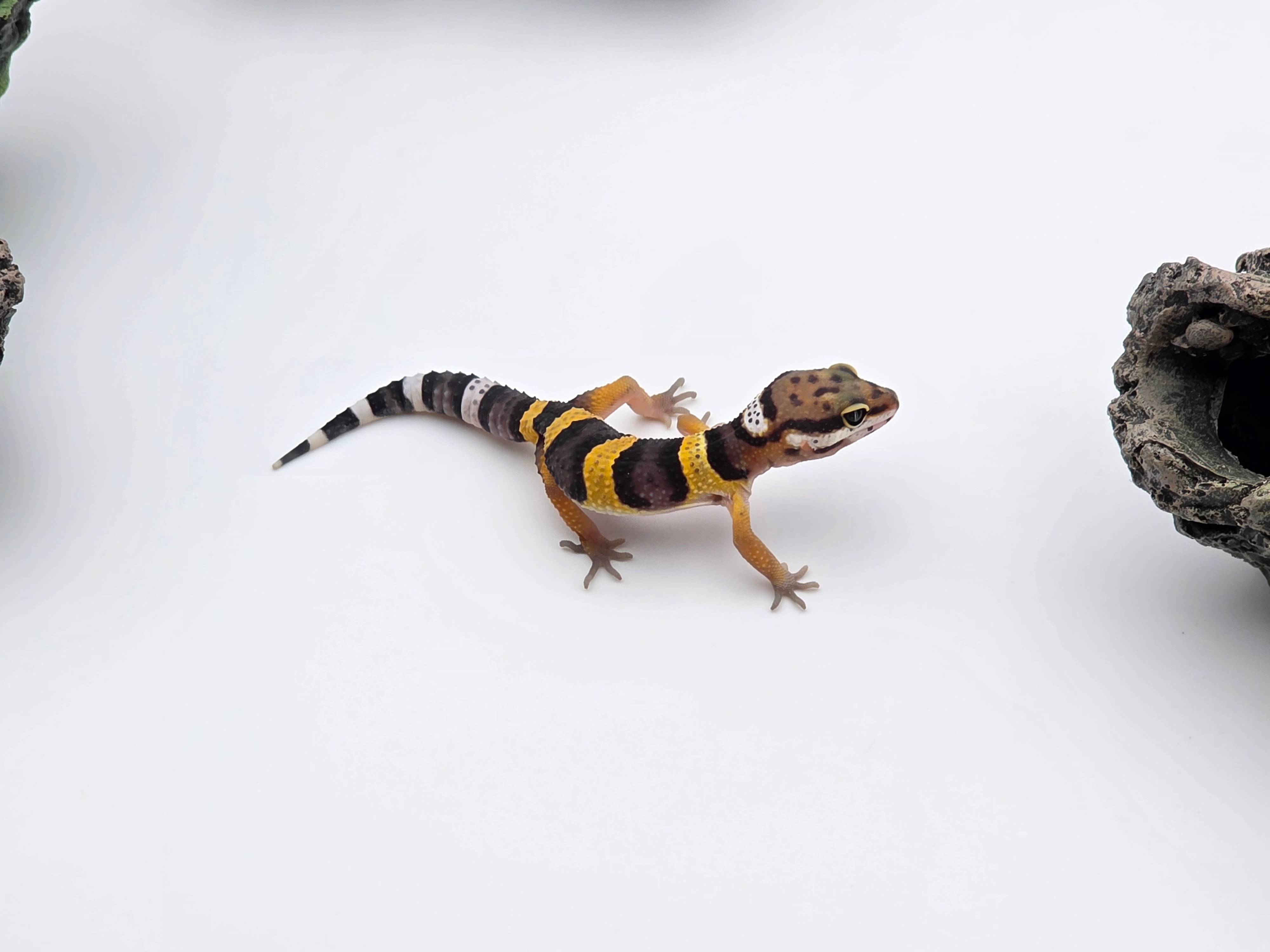 Eublepharis macularius, TSD mÃ¢le nÃ© en 2025, "Black night", Nom/rÃ©fÃ©rence : TACHINO