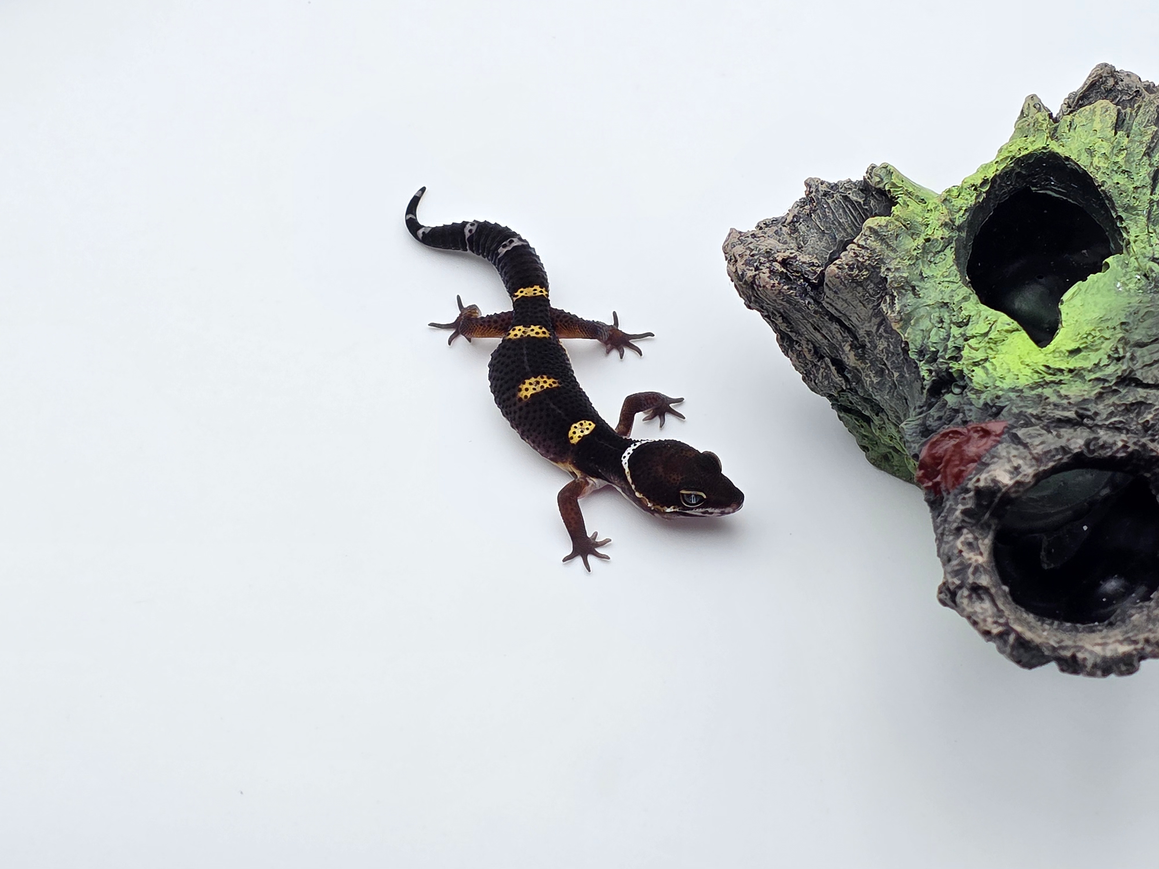 Eublepharis macularius, TSD mâle né en 2025, "Mack snow black night (full black) bold stripe/jungle 66% het.eclipse", Nom/référence : GOKIO