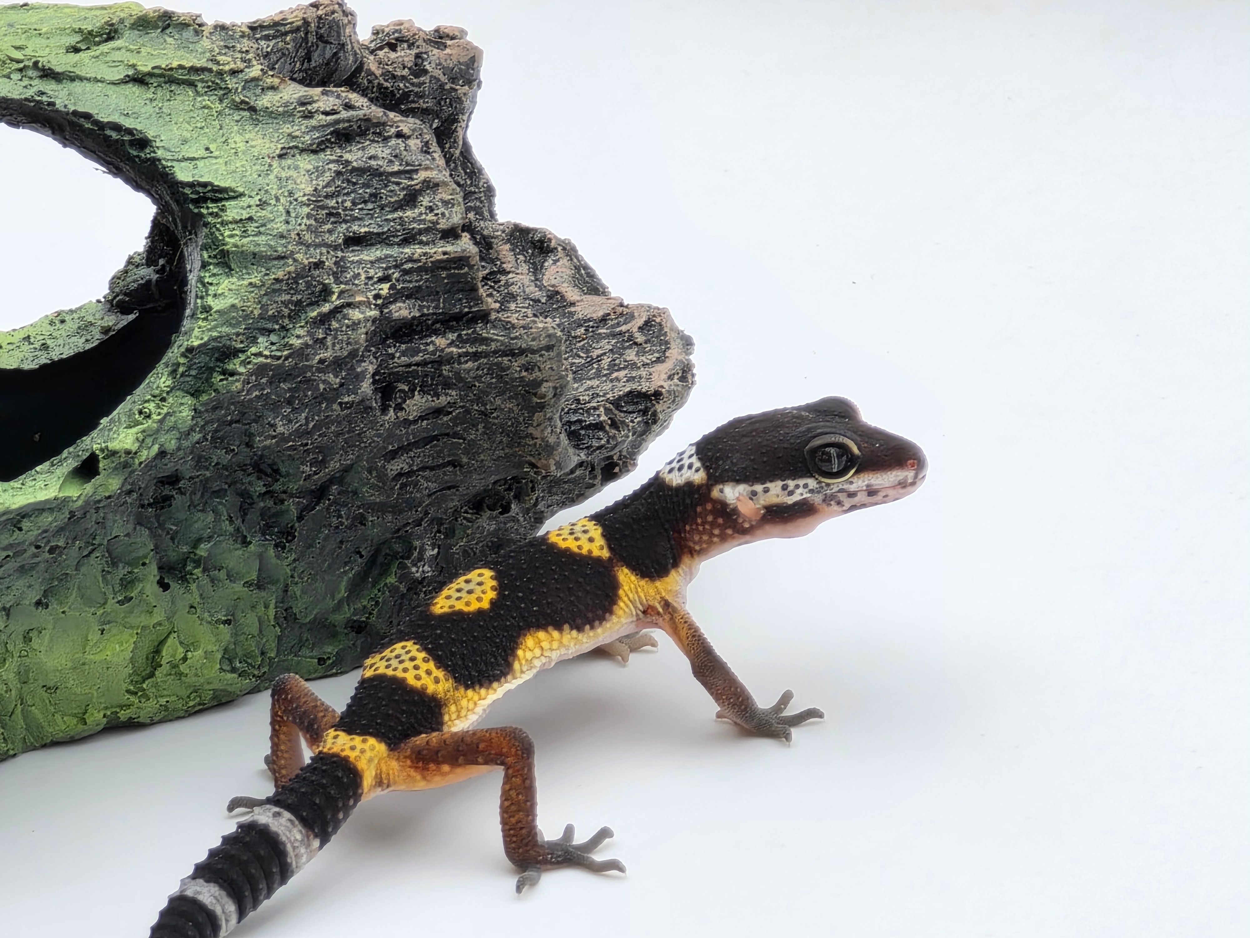 Eublepharis macularius, TSD femelle nÃ©e en 2025, "Black night jungle", Nom/rÃ©fÃ©rence : GALANIA