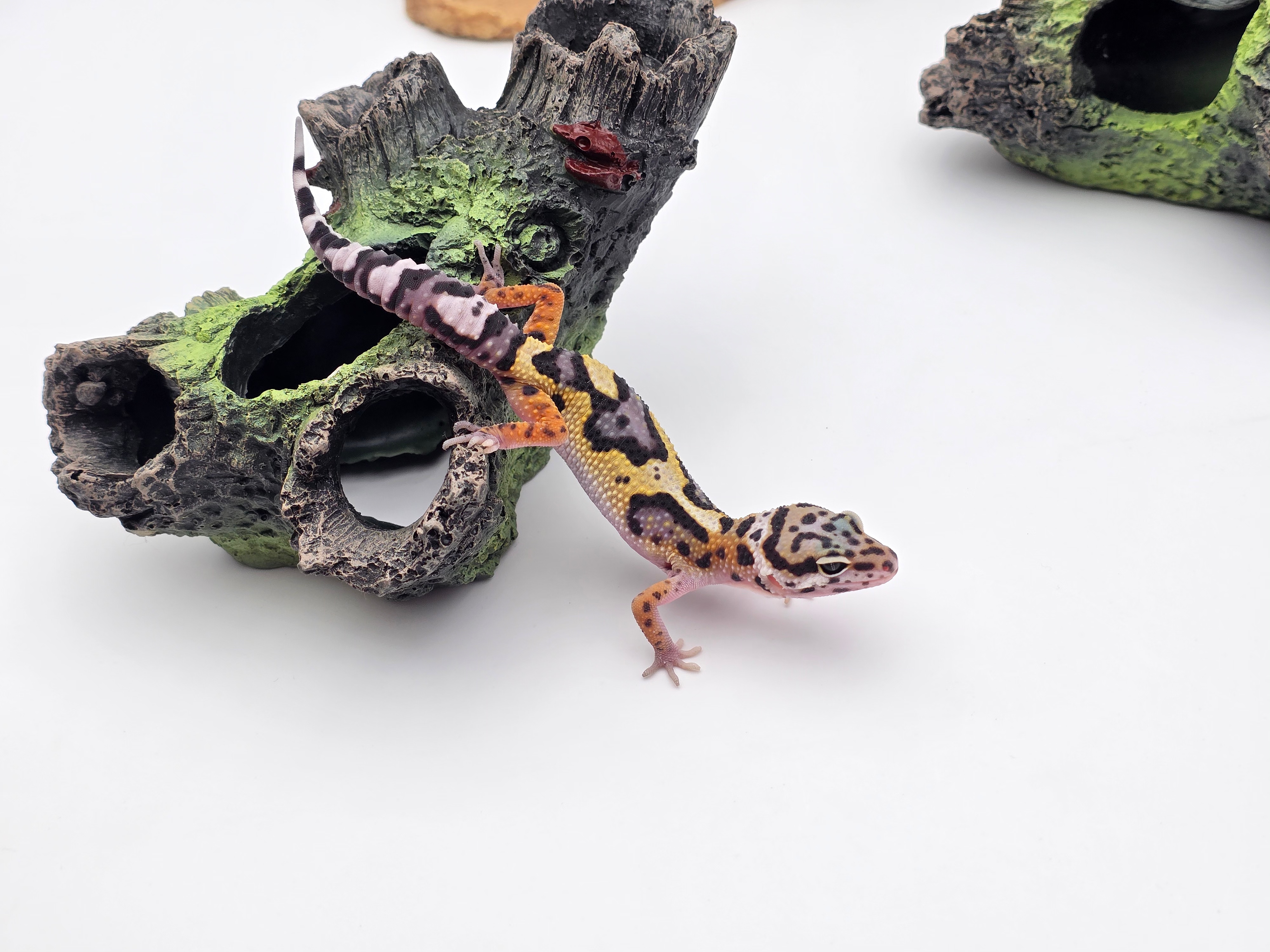 Eublepharis macularius, TSD femelle nÃ©e en 2025, "Mack snow bandit (tangerine) 66% het.albinos tremper", Nom/rÃ©fÃ©rence : CASINA